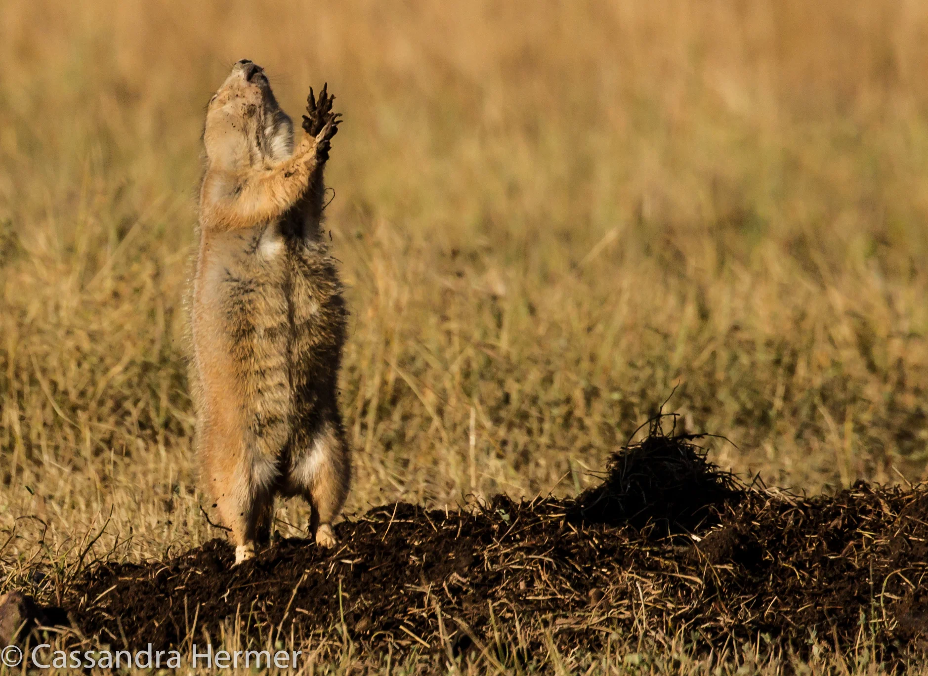  Black-tailed Prairie Dog,Black Hills and BadLands. This one is giving the alarm due to some danger. At this warning they all run into their tunnels. 