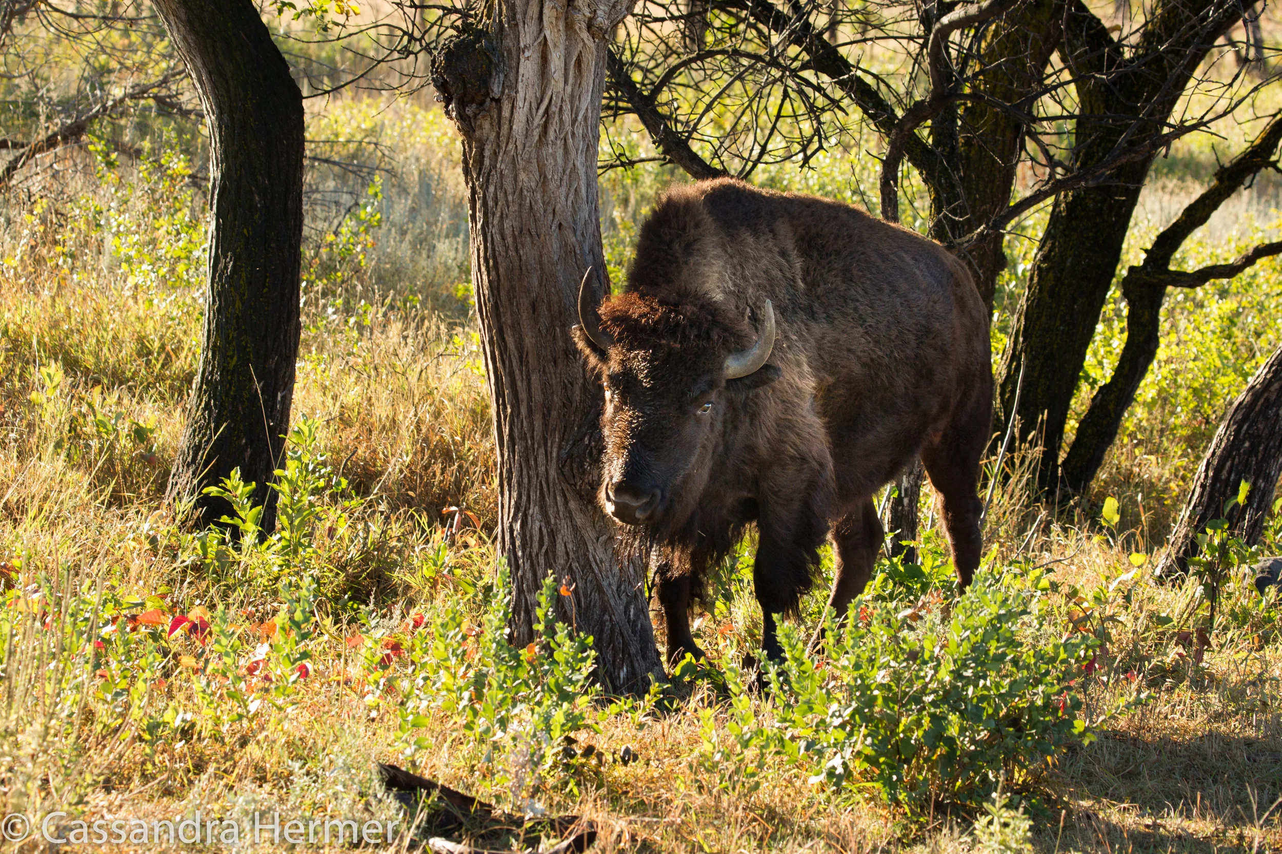  Buffalo, Black HIlls 
