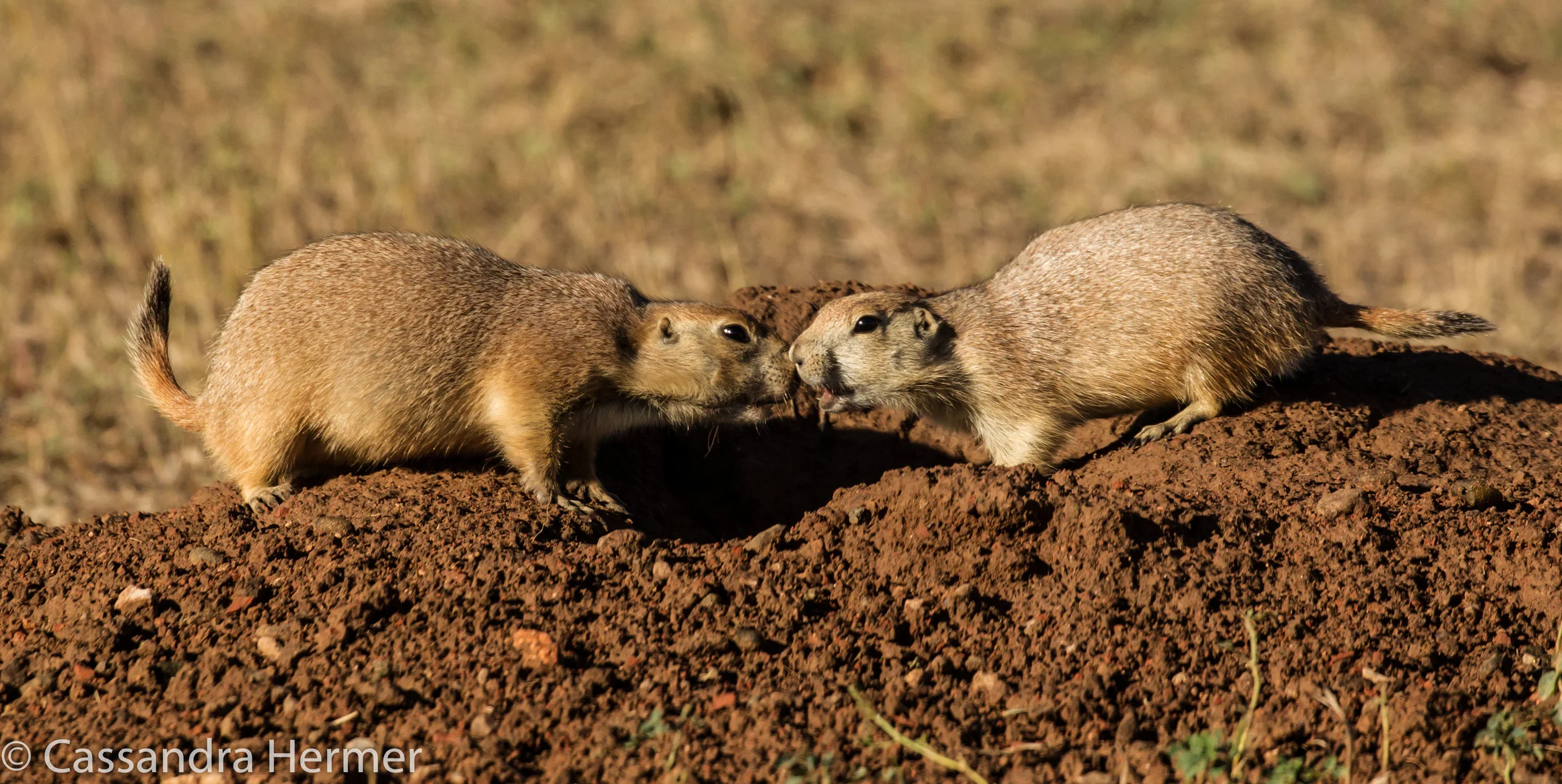  Black-tailed Prairie Dog, Black Hills and BadLands. 