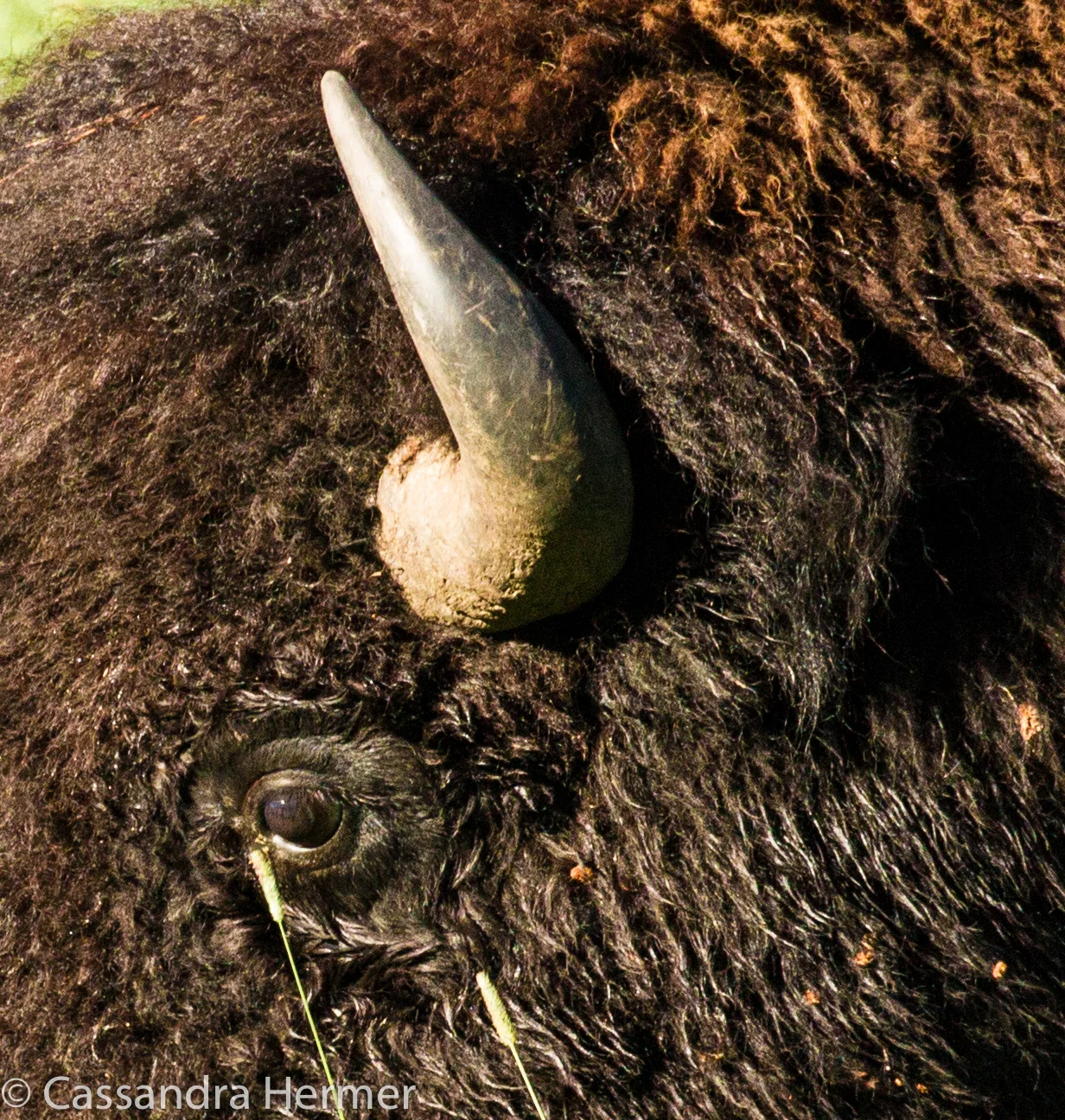  Eye of the Buffalo, Black Hills 