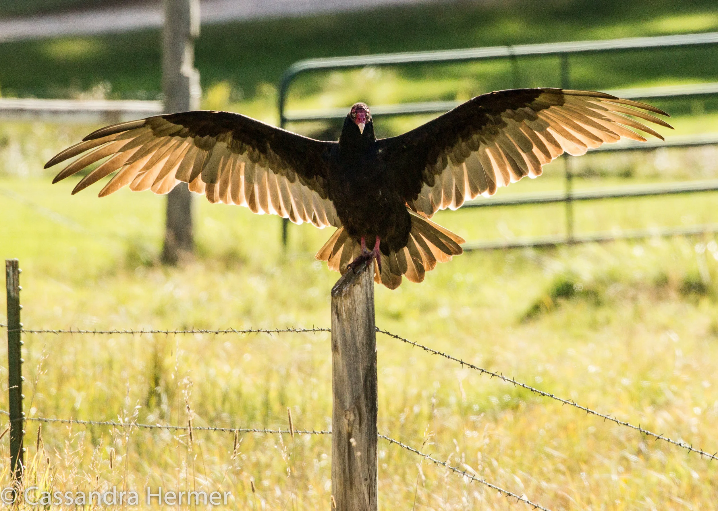  Turkey Vulture, Black Hills 