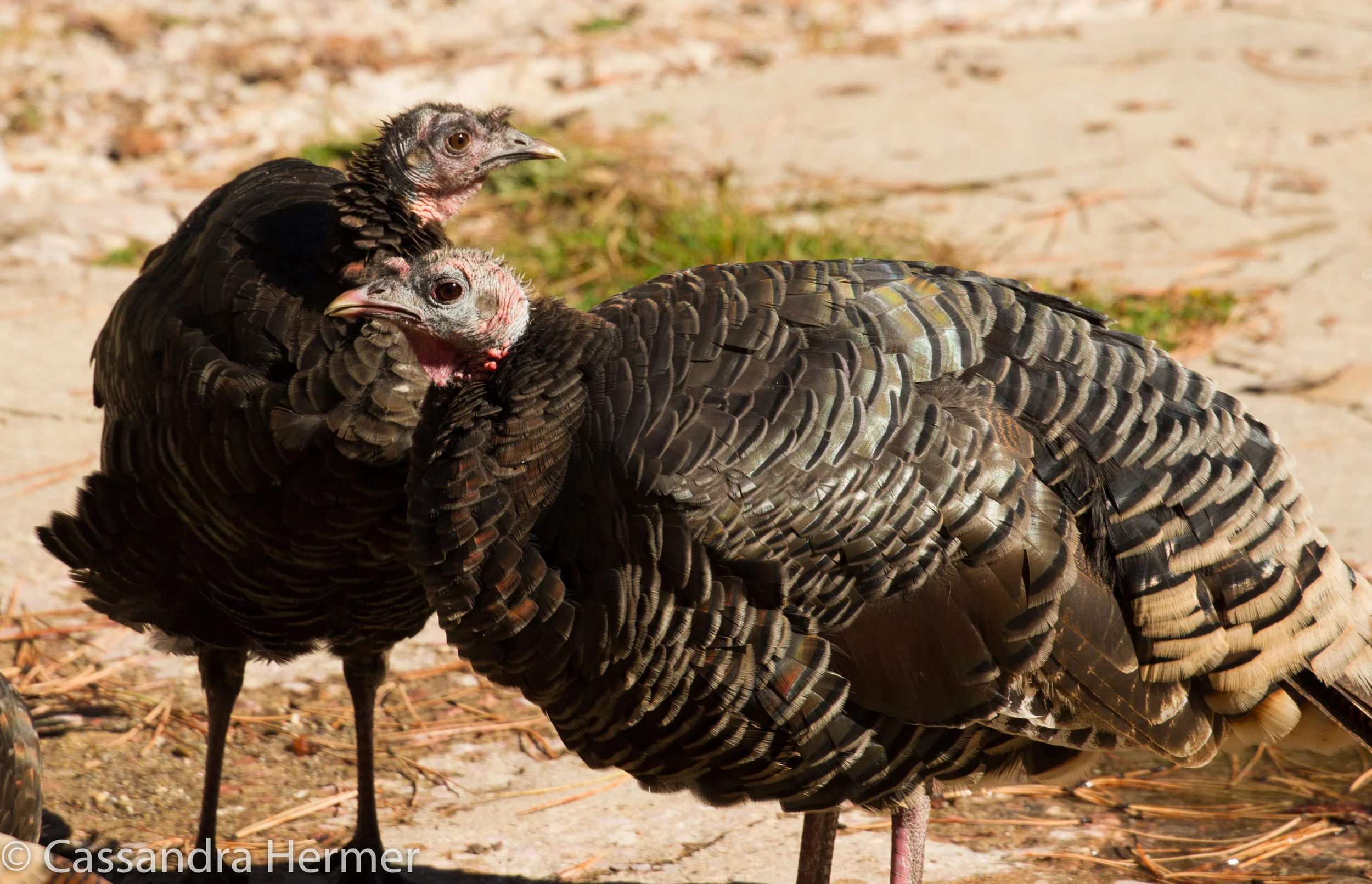  Wild turkeys were everywhere in the Black Hills 