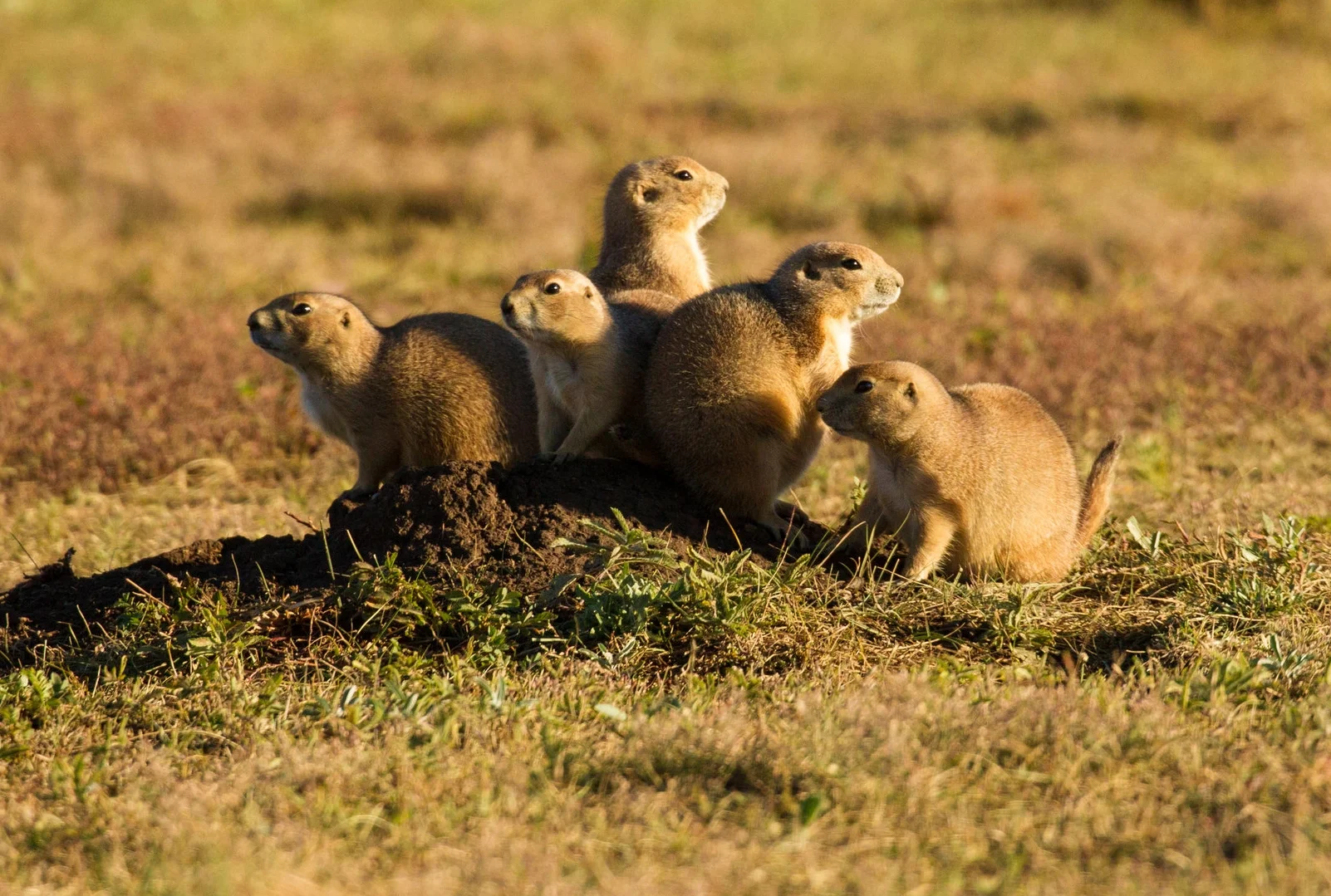  Black-tailed Prairie Dog, Black Hills and BadLands. 