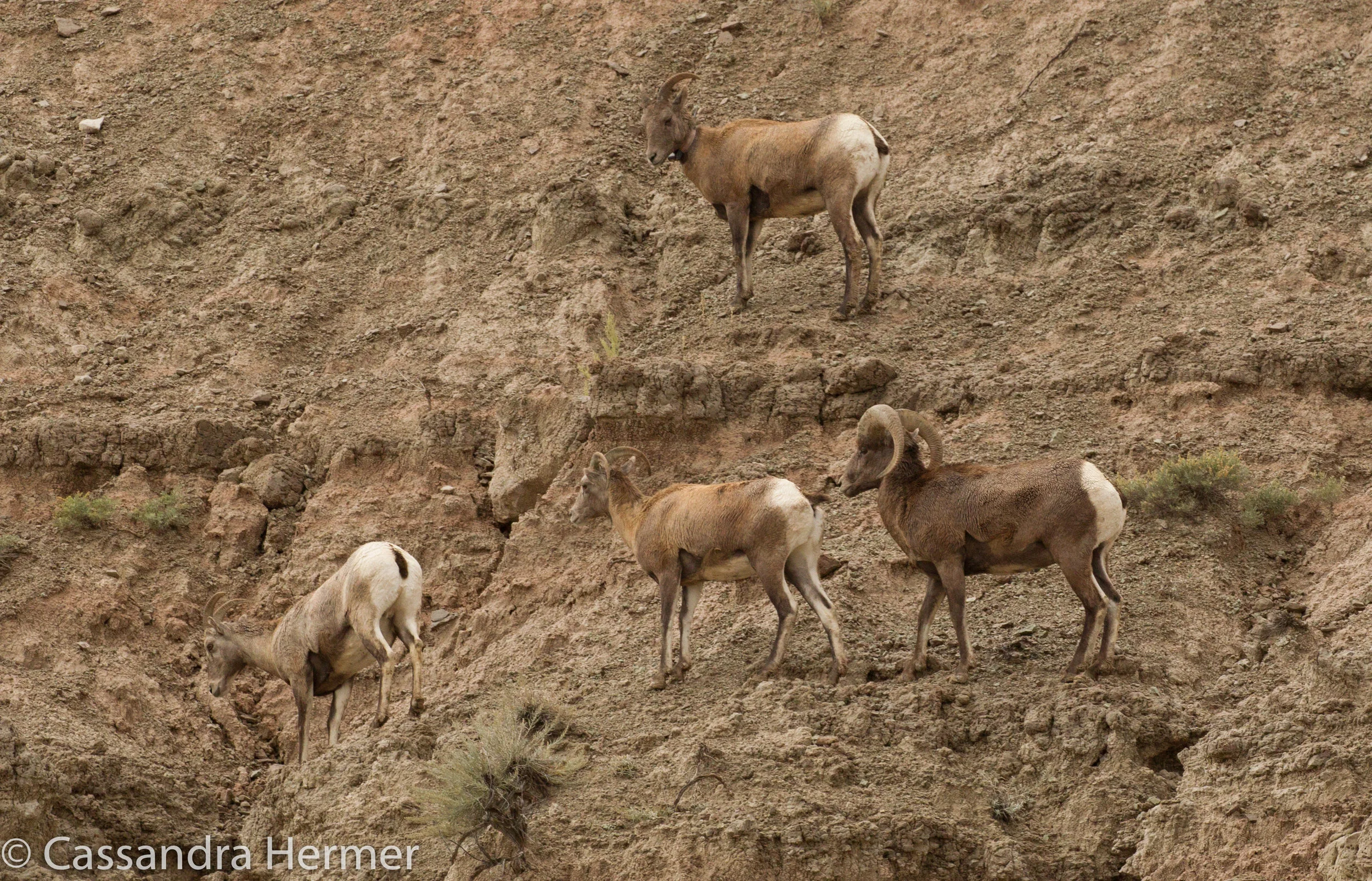  Big Horn Sheep, Badlands 
