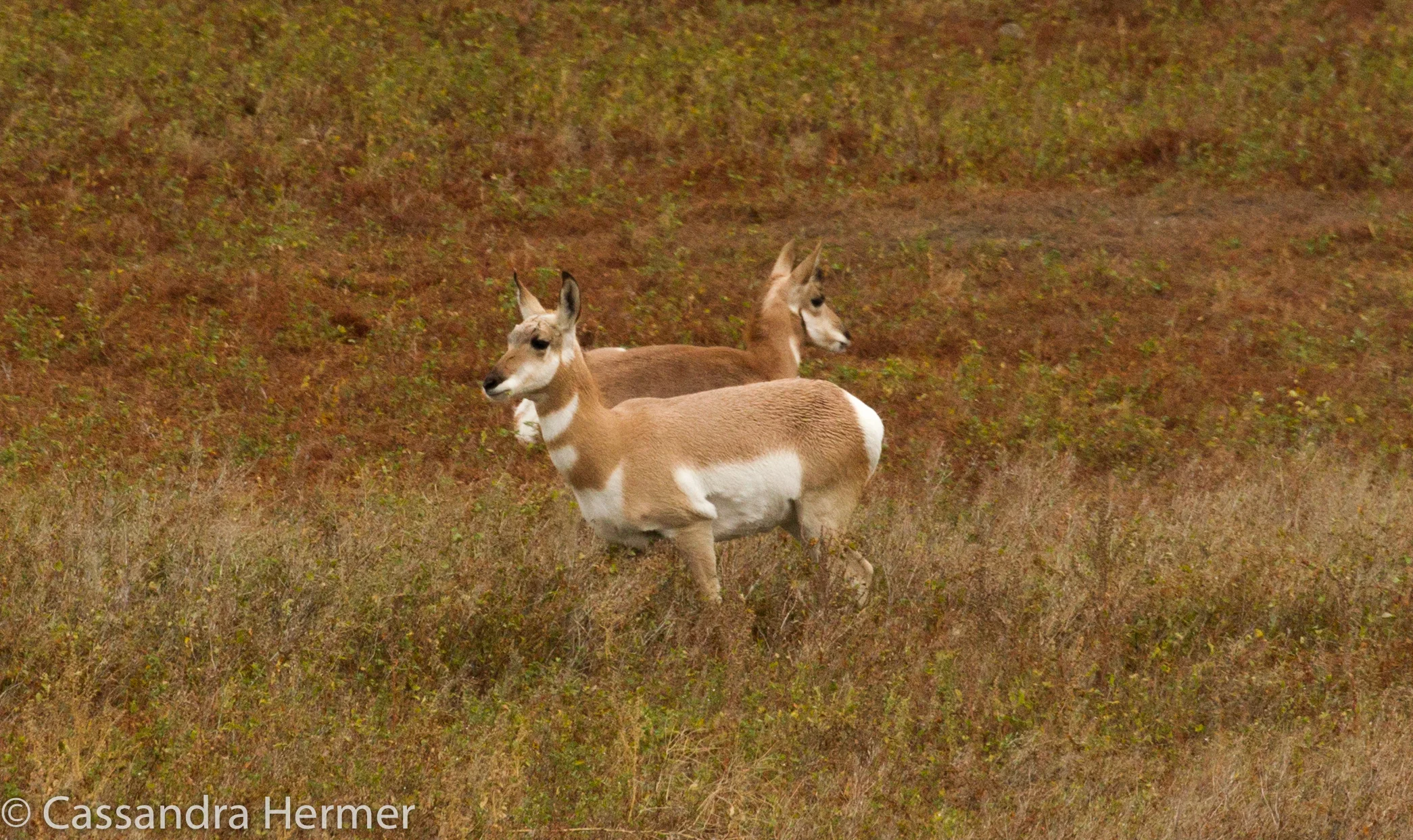  Pronghorn (f) Badlands 