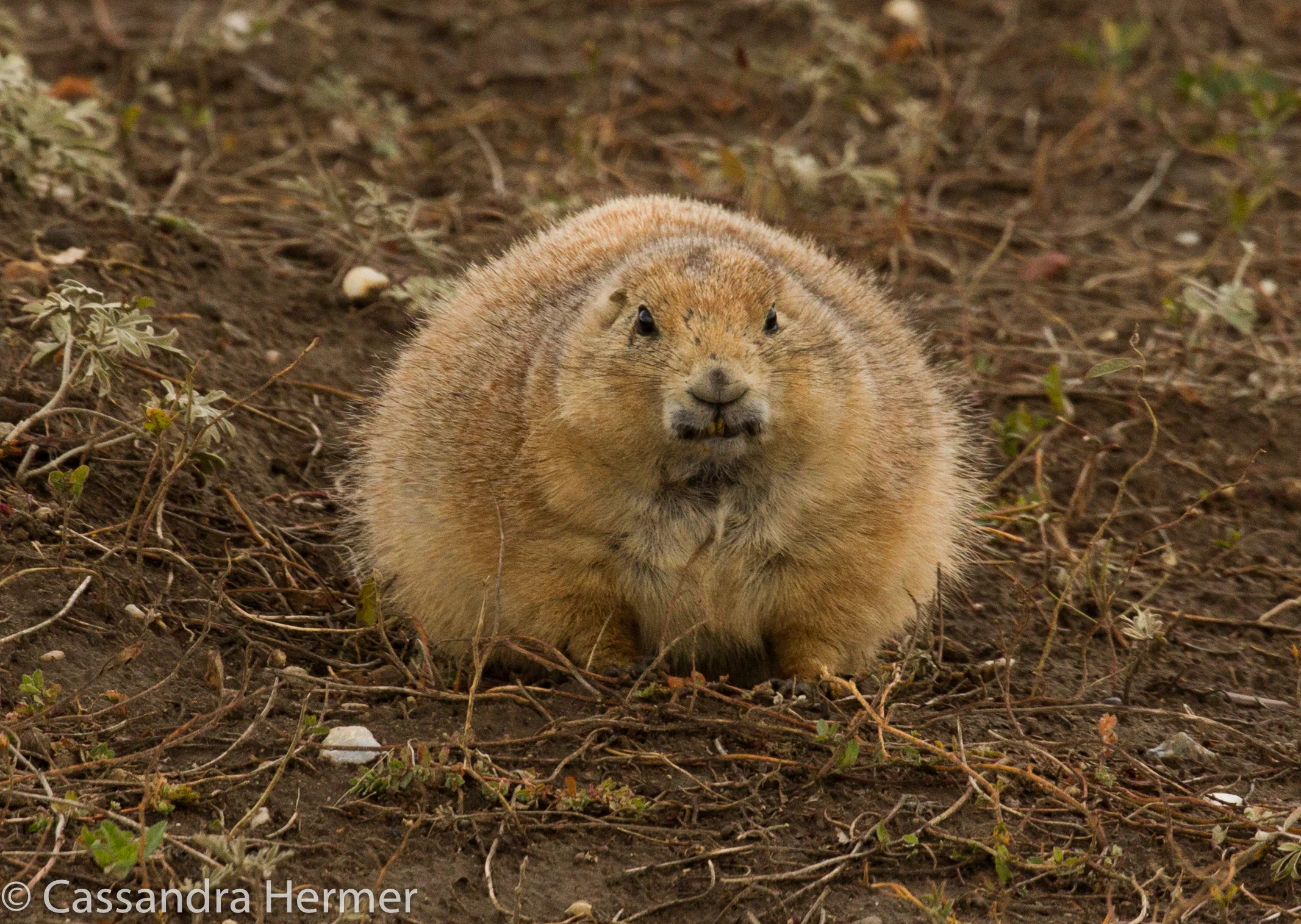  Black-tailed Prairie Dog, Badlands 