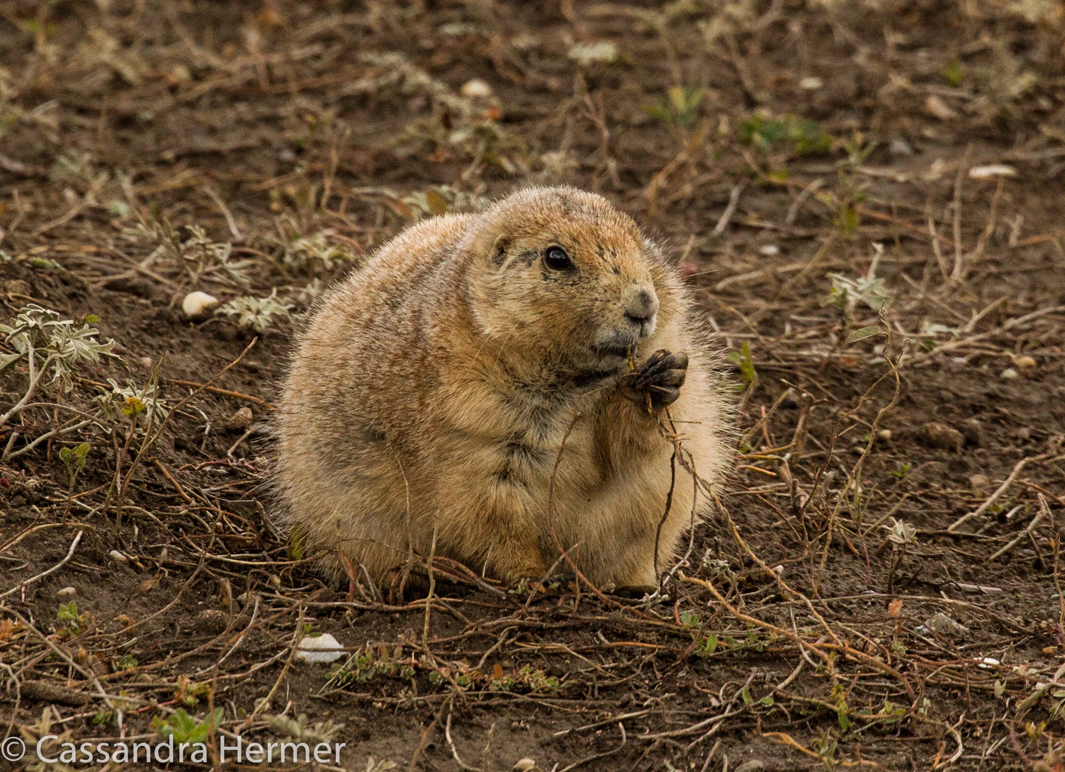 Black-tailed Prairie Dog, Badlands 