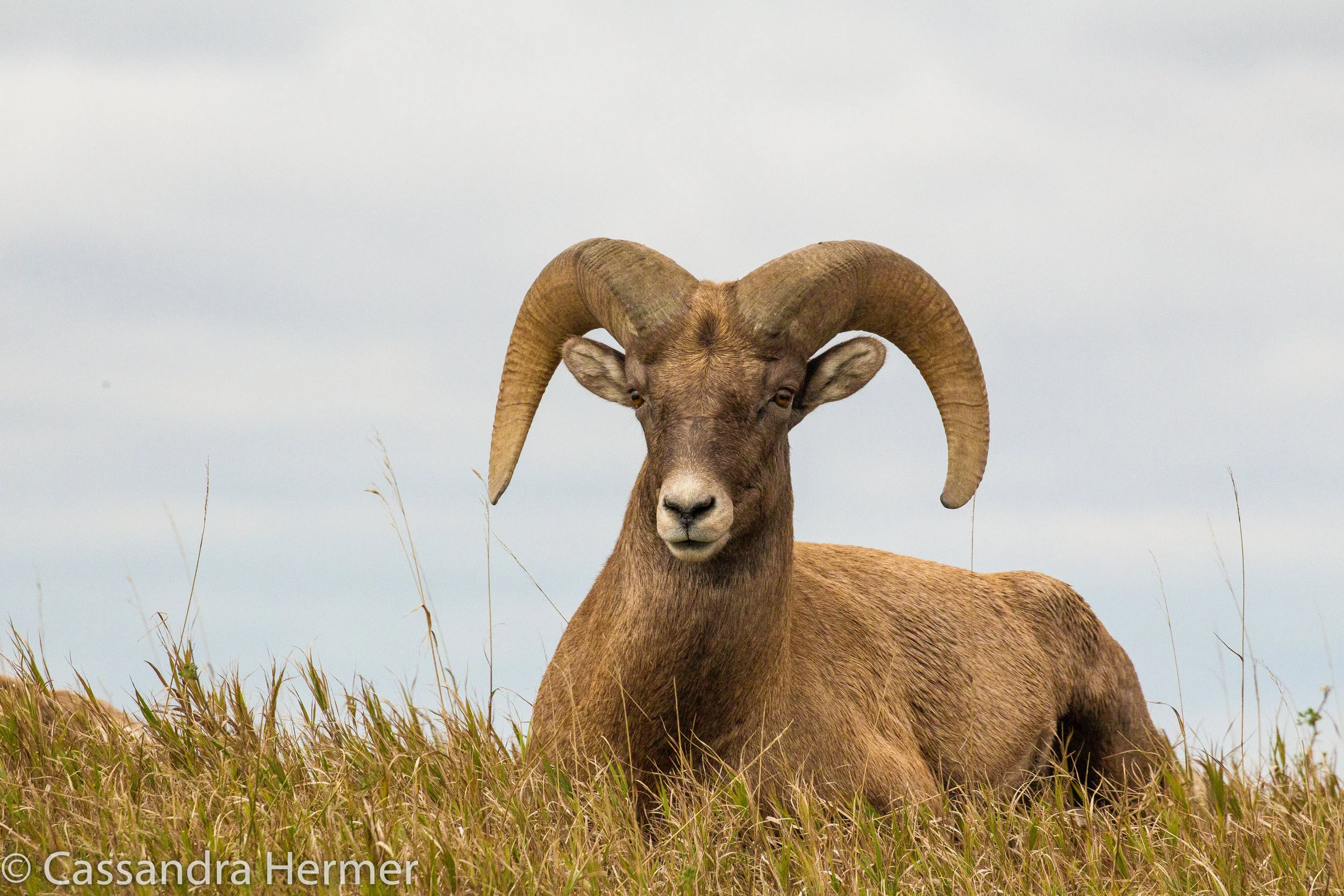  Big Horn Sheep (m) Badlands 