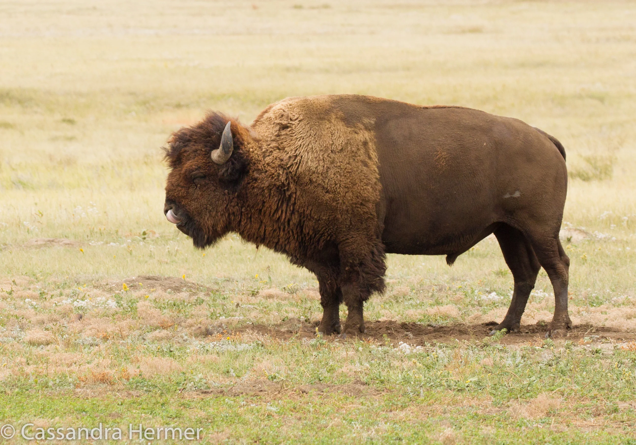  Buffalo, Badlands 