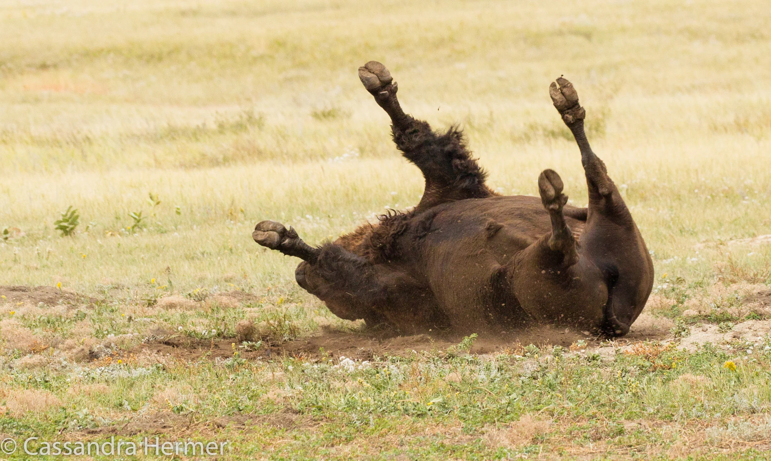  Buffalo, a roll in the  dirt, Badlands 