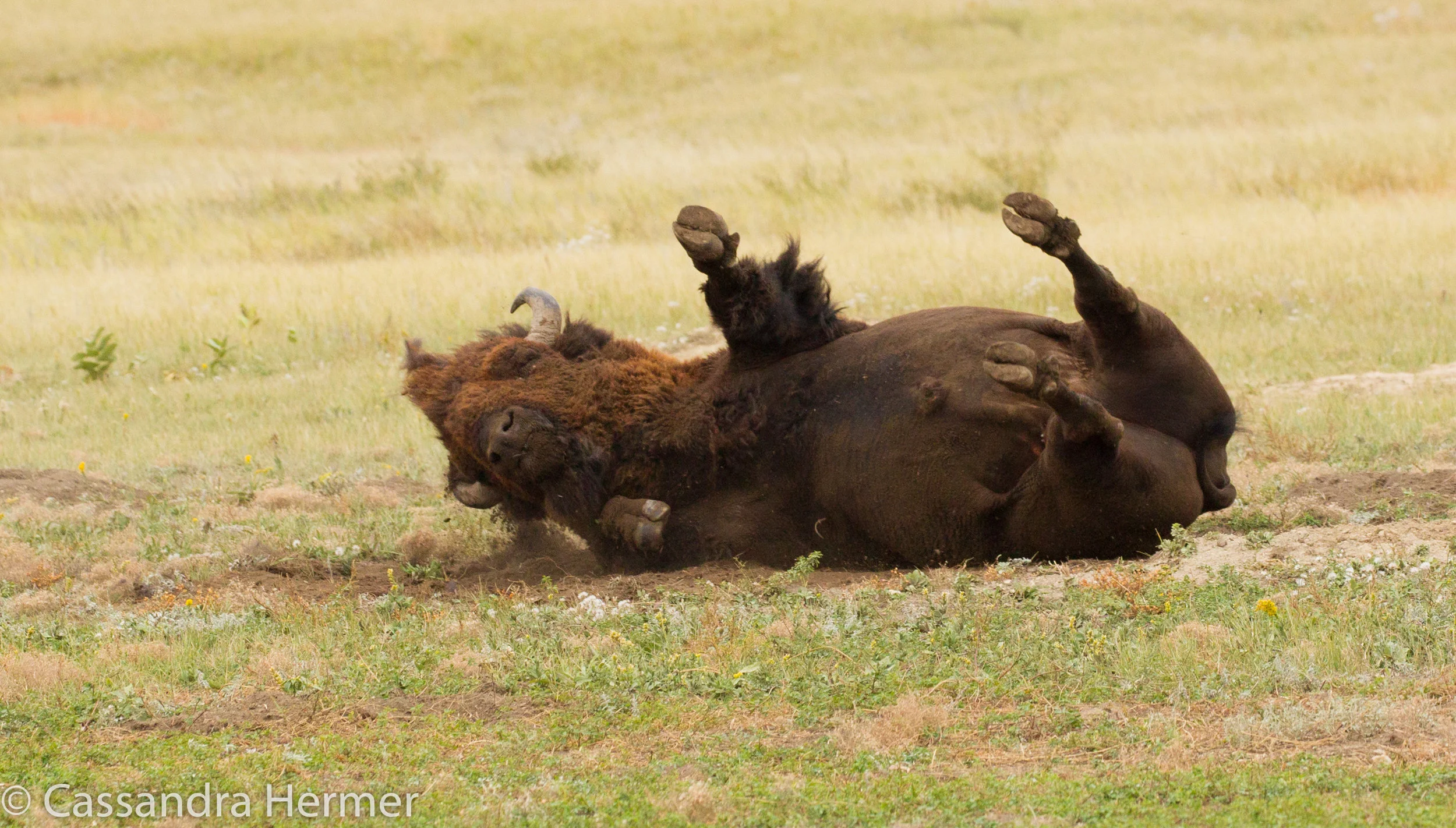  Buffalo, a roll in the dirt, Badlands 