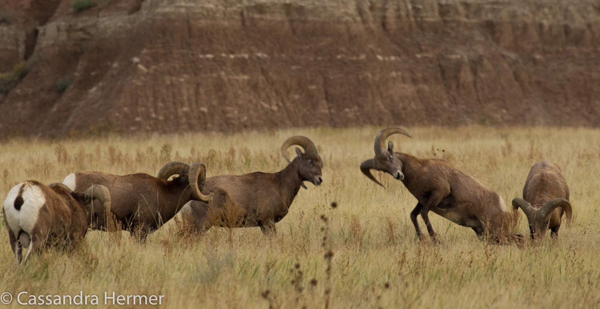  A group of all male Big Horn Sheep, Badlands 