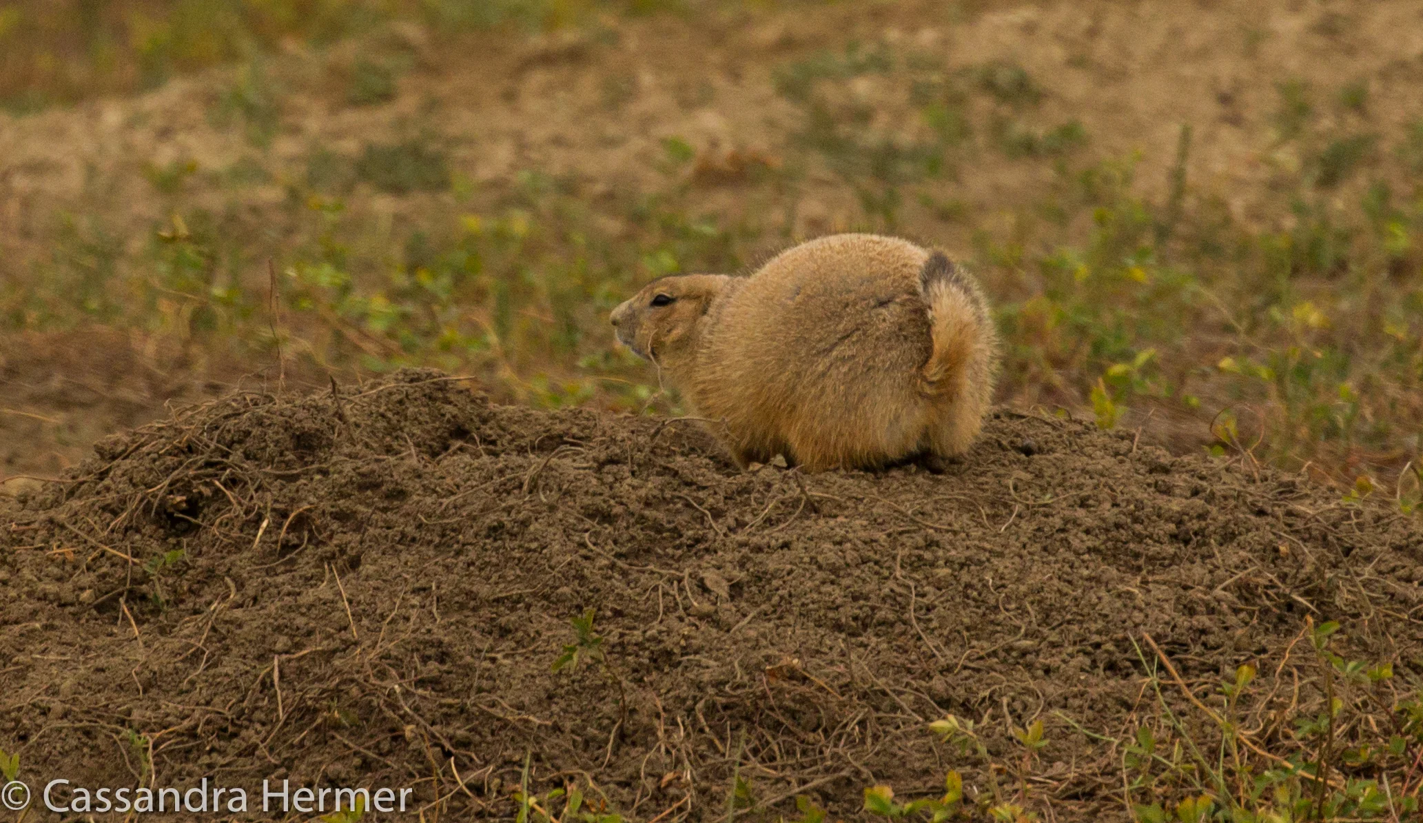  This is why the Black-tailed Prairie Dog has his name. (Check the tip of his tail) 