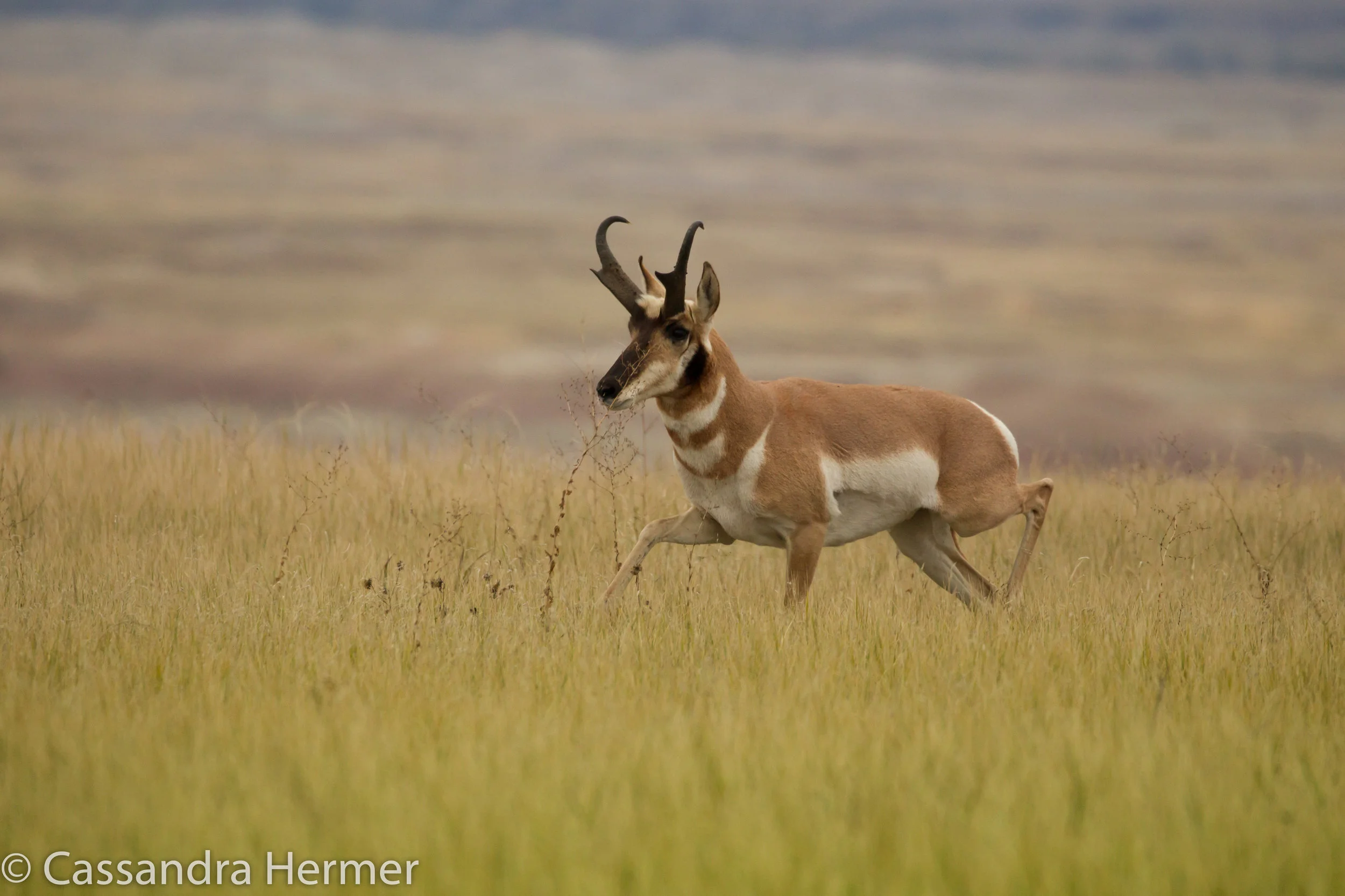  Pronghorn (m), Badlands 