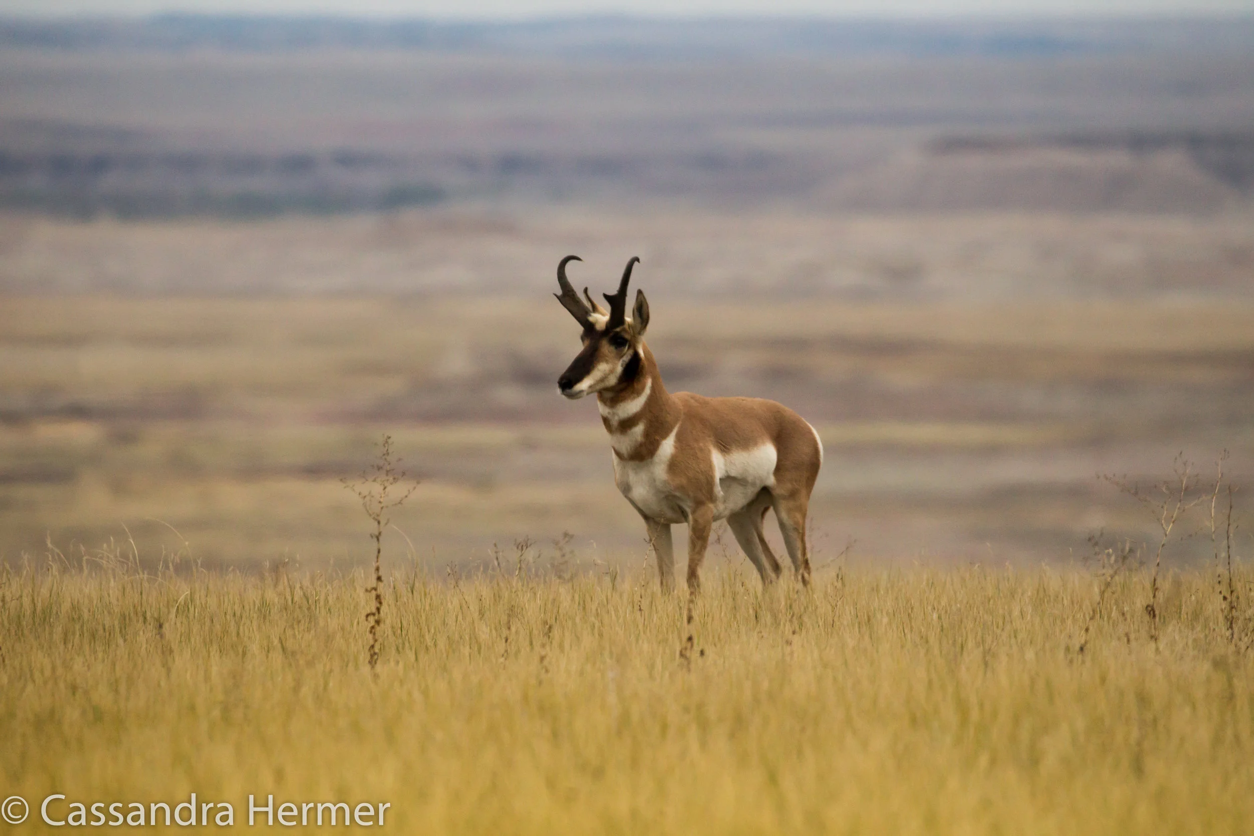  Pronghorn (m), Badlands 