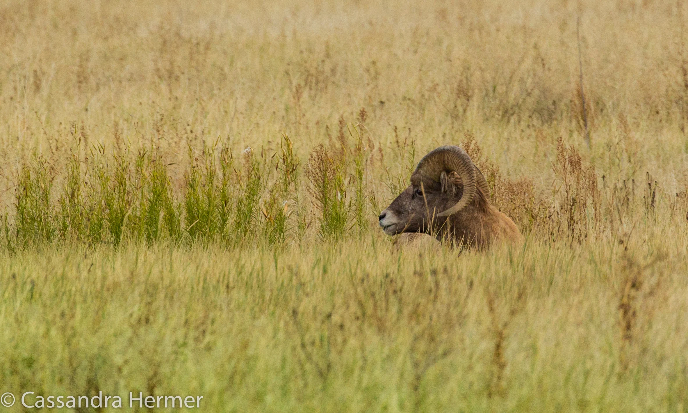  Big Horned Sheep, Badlands 