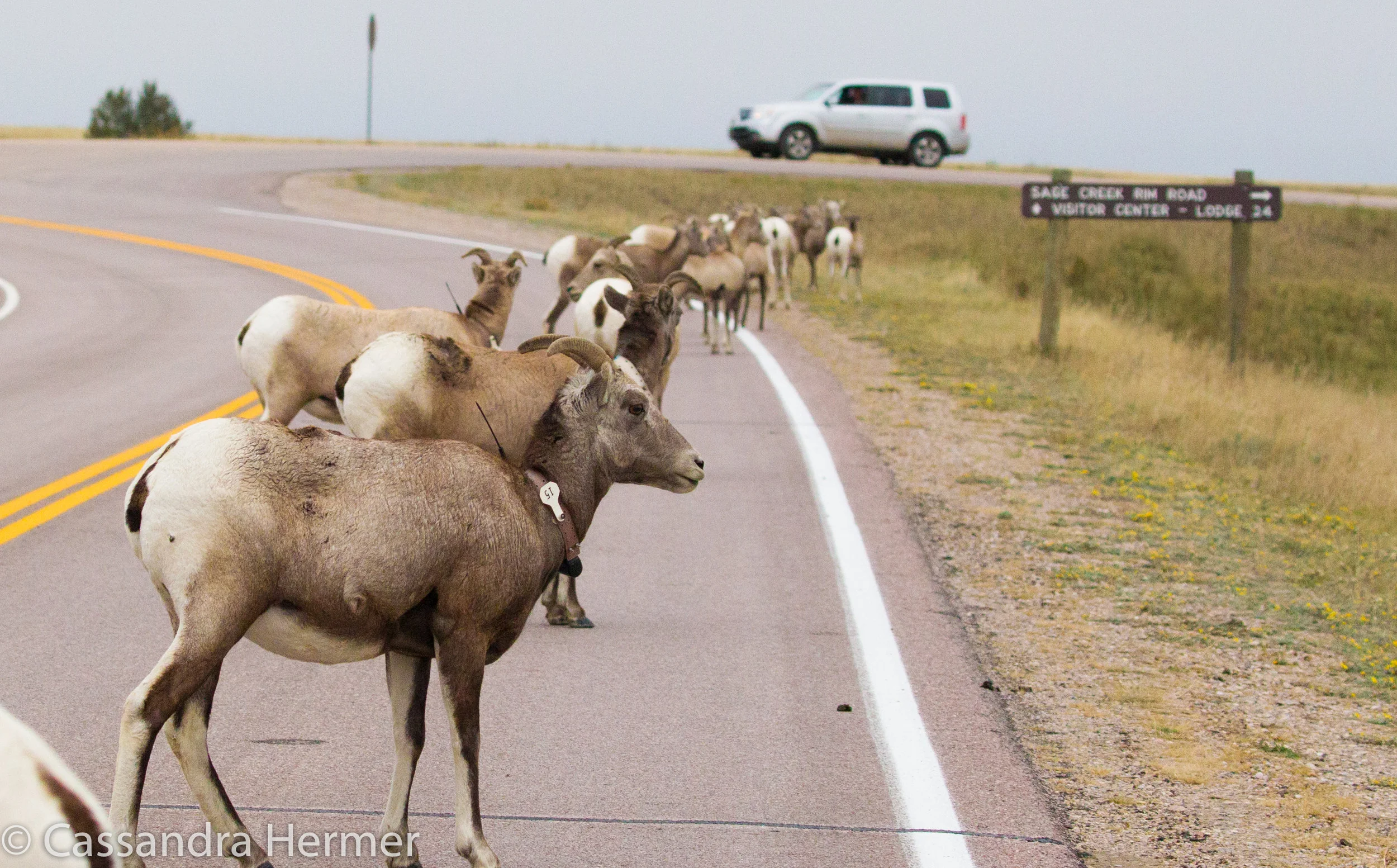 Did I mention there are Big Horned Sheep everywhere in the Badlands. Photo taken from my car. 