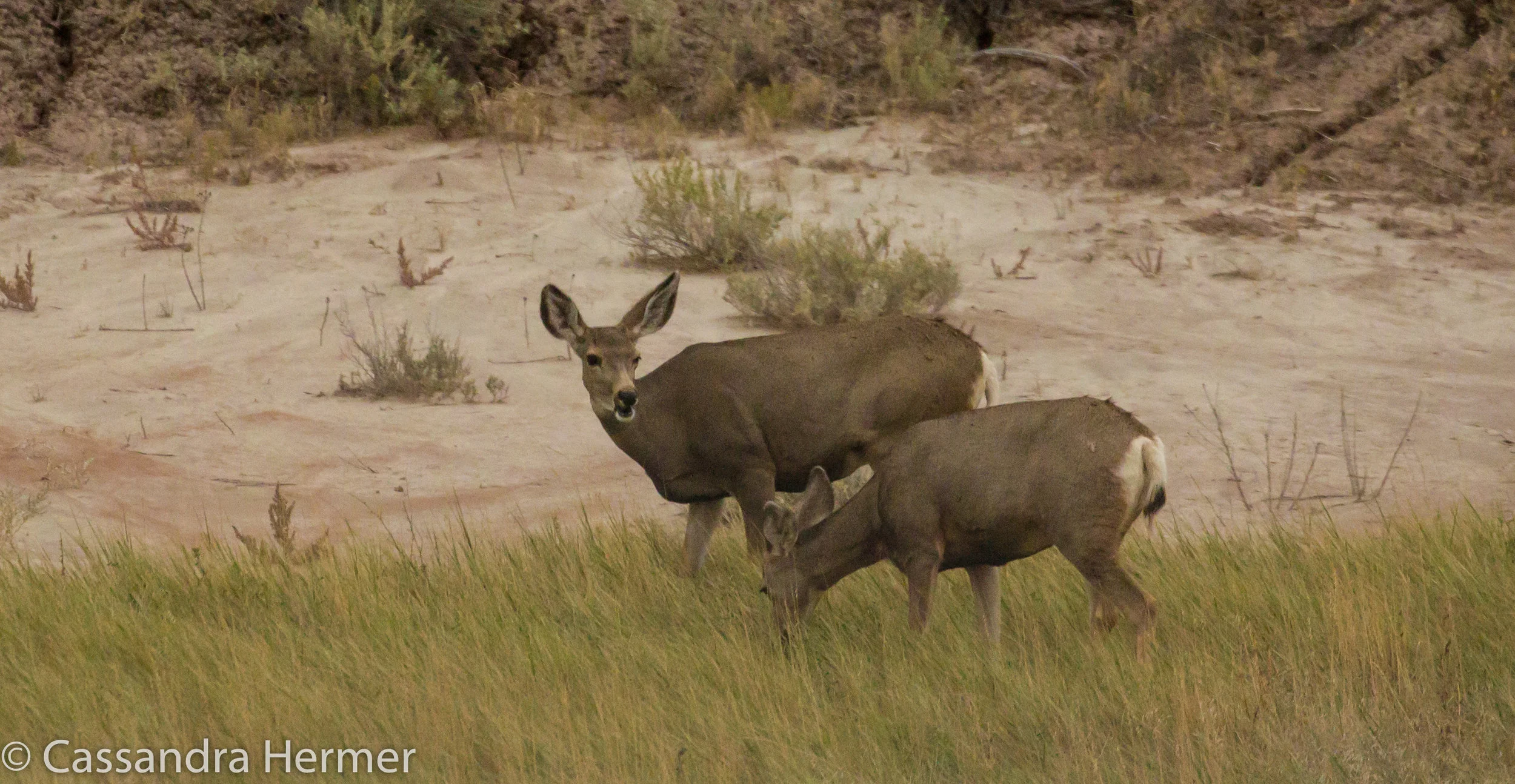  Mule Deer, Badlands 