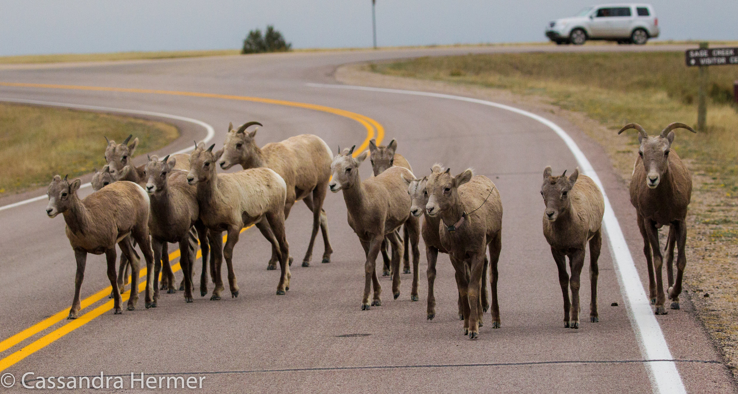  Big Horned Sheep, Badlands 