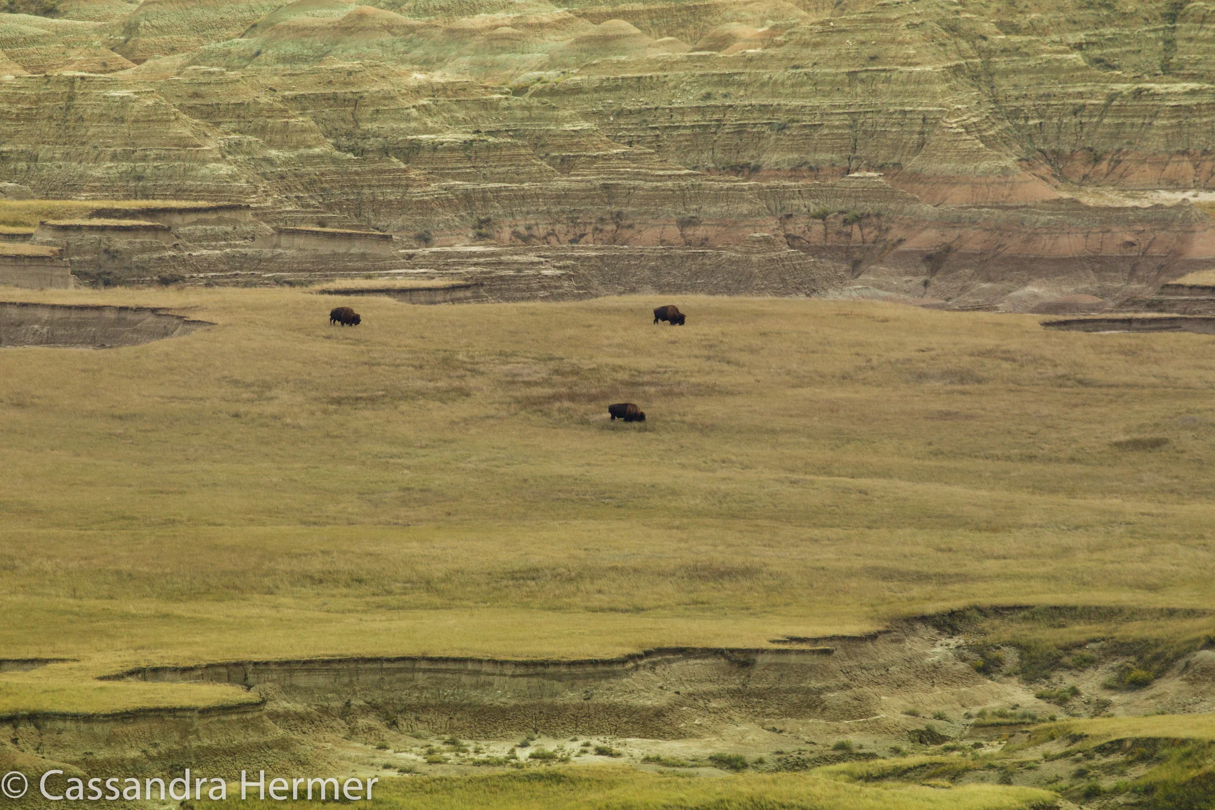  Buffalo roam in the Badlands 
