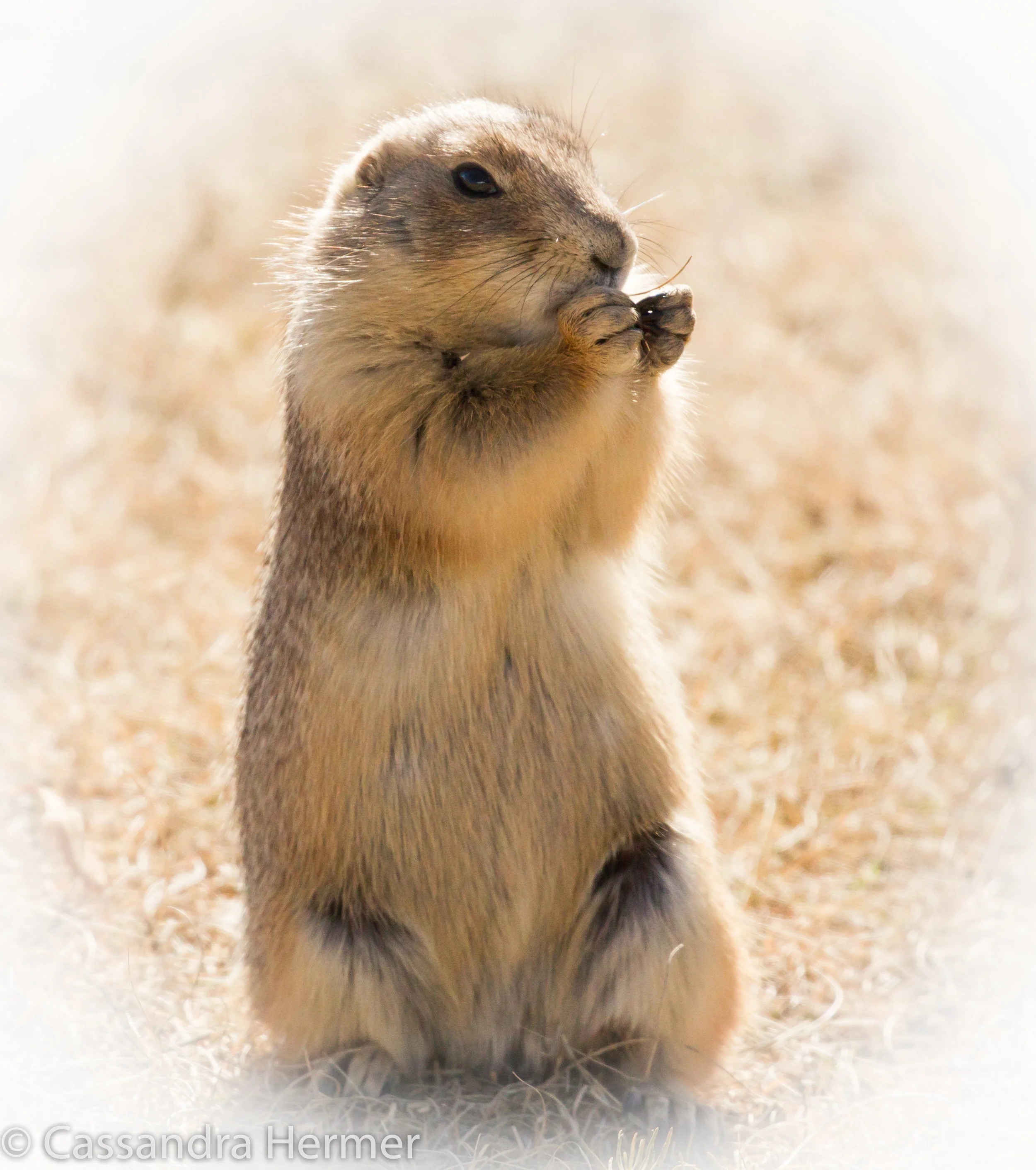  Black-tailed Prairie Dog.  