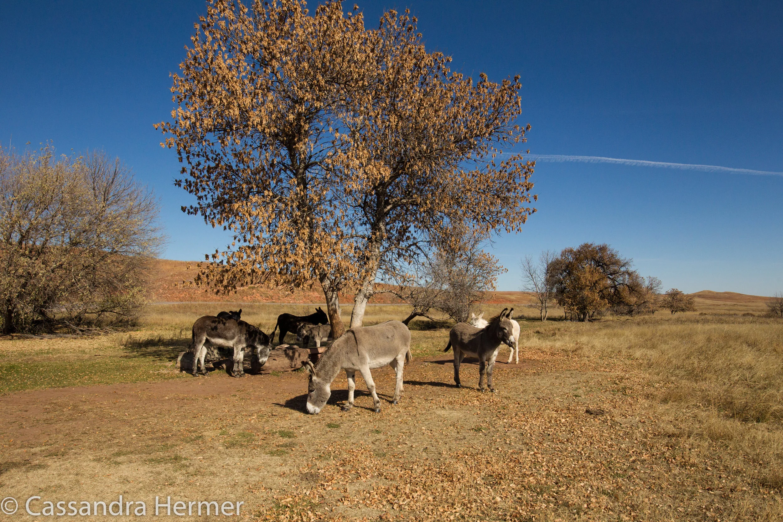  Found my herd of wild donkeys again,only they are very tame and lovable. 