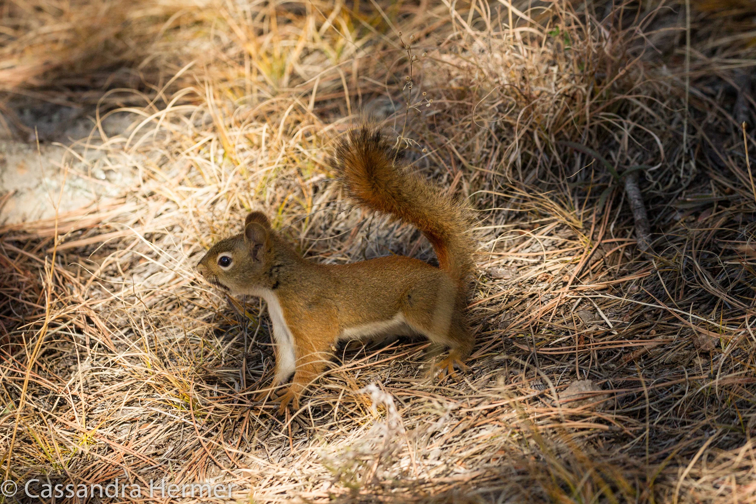  Red Squirrel  