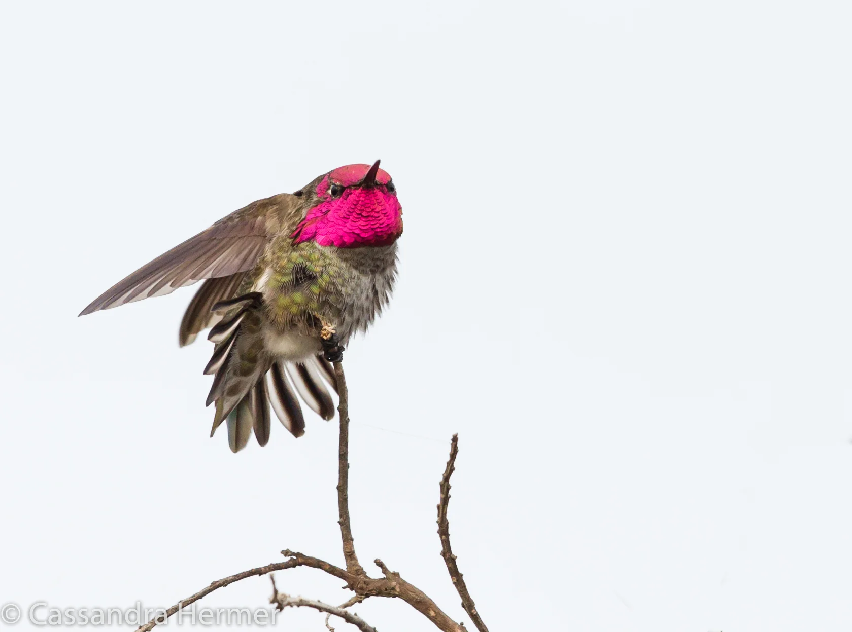  Anna’s Hummingbird, Bolsa Chica, Californina 