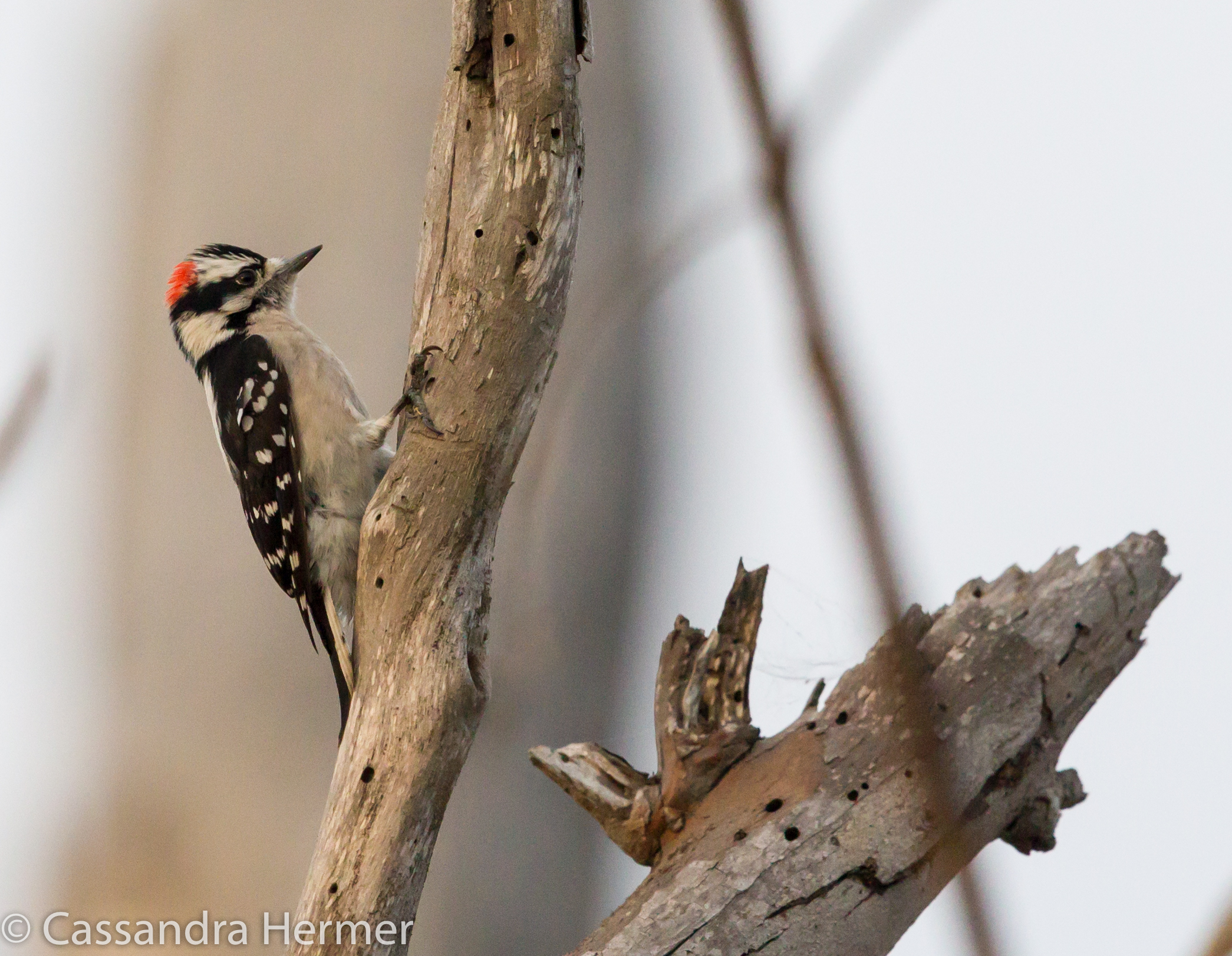  Downy Woodpecker, (m) Bolsa Chica 