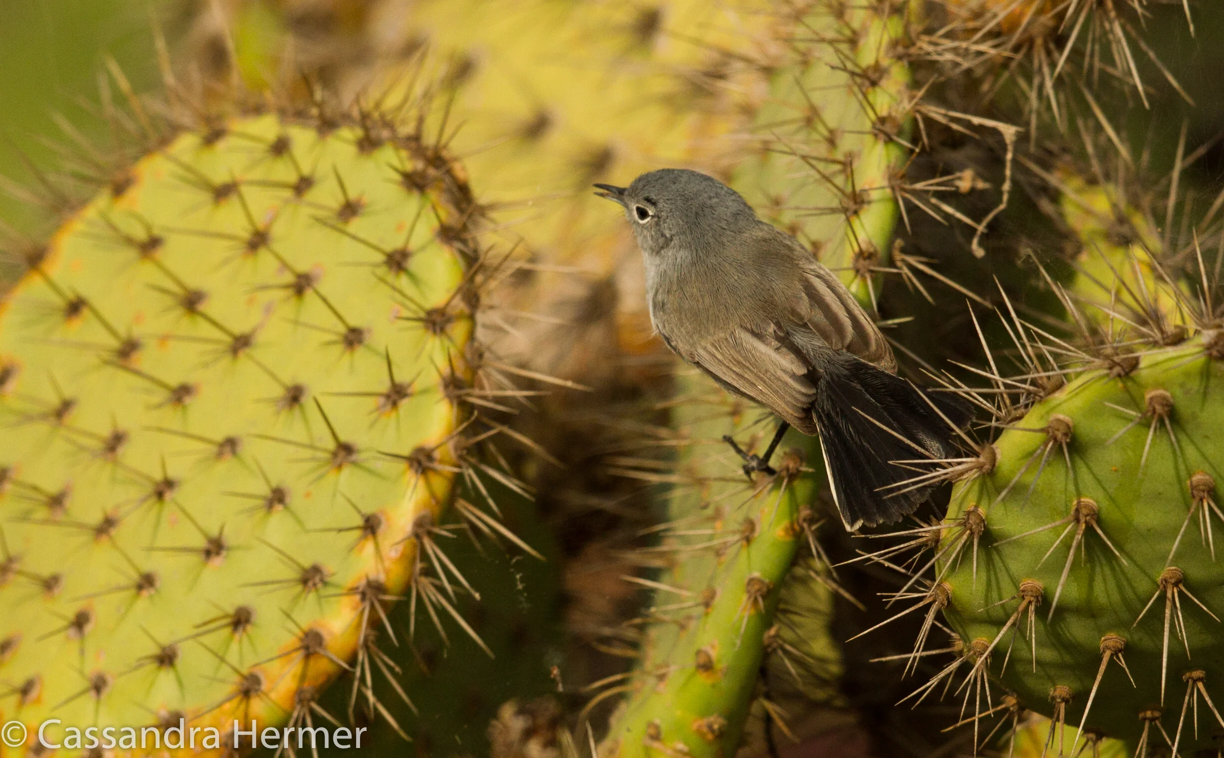  Blue-gray Gnatcatcher (m) Bolsa Chica. 