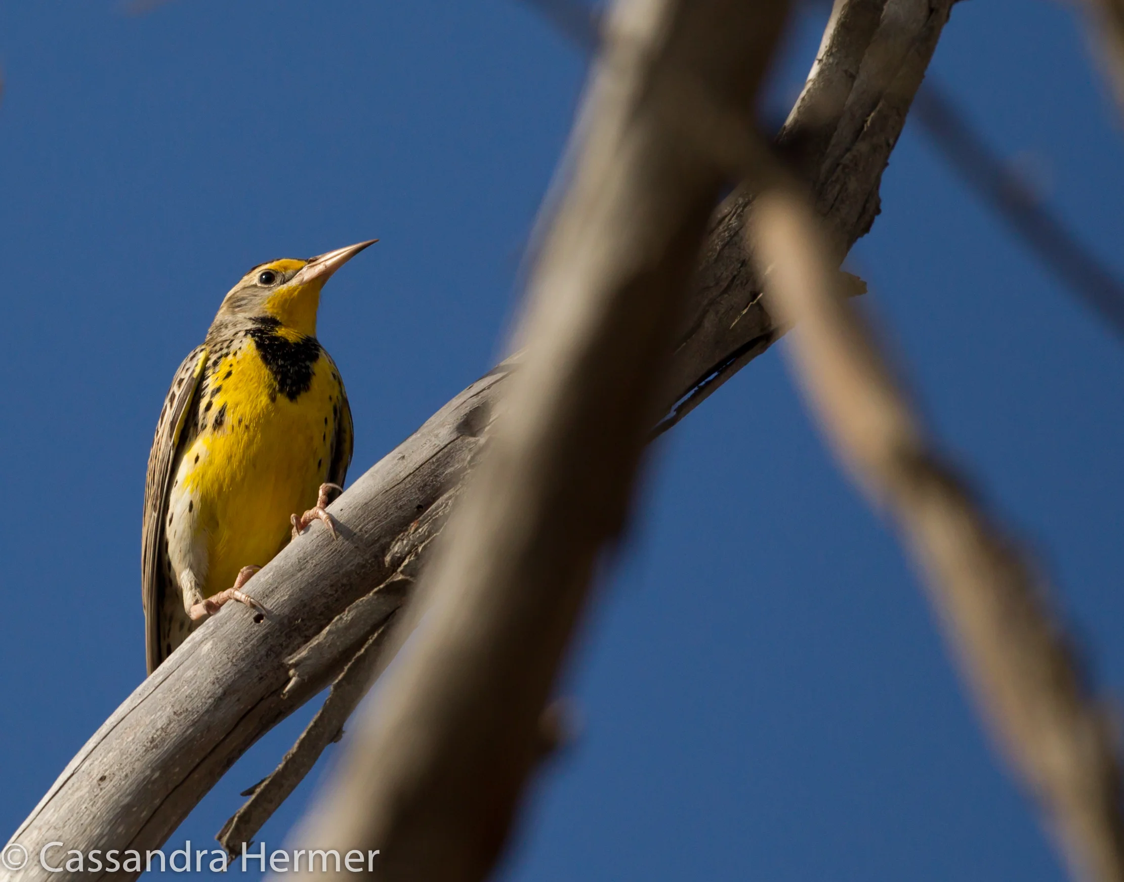  Western Meadowlark, Bolsa Chica 