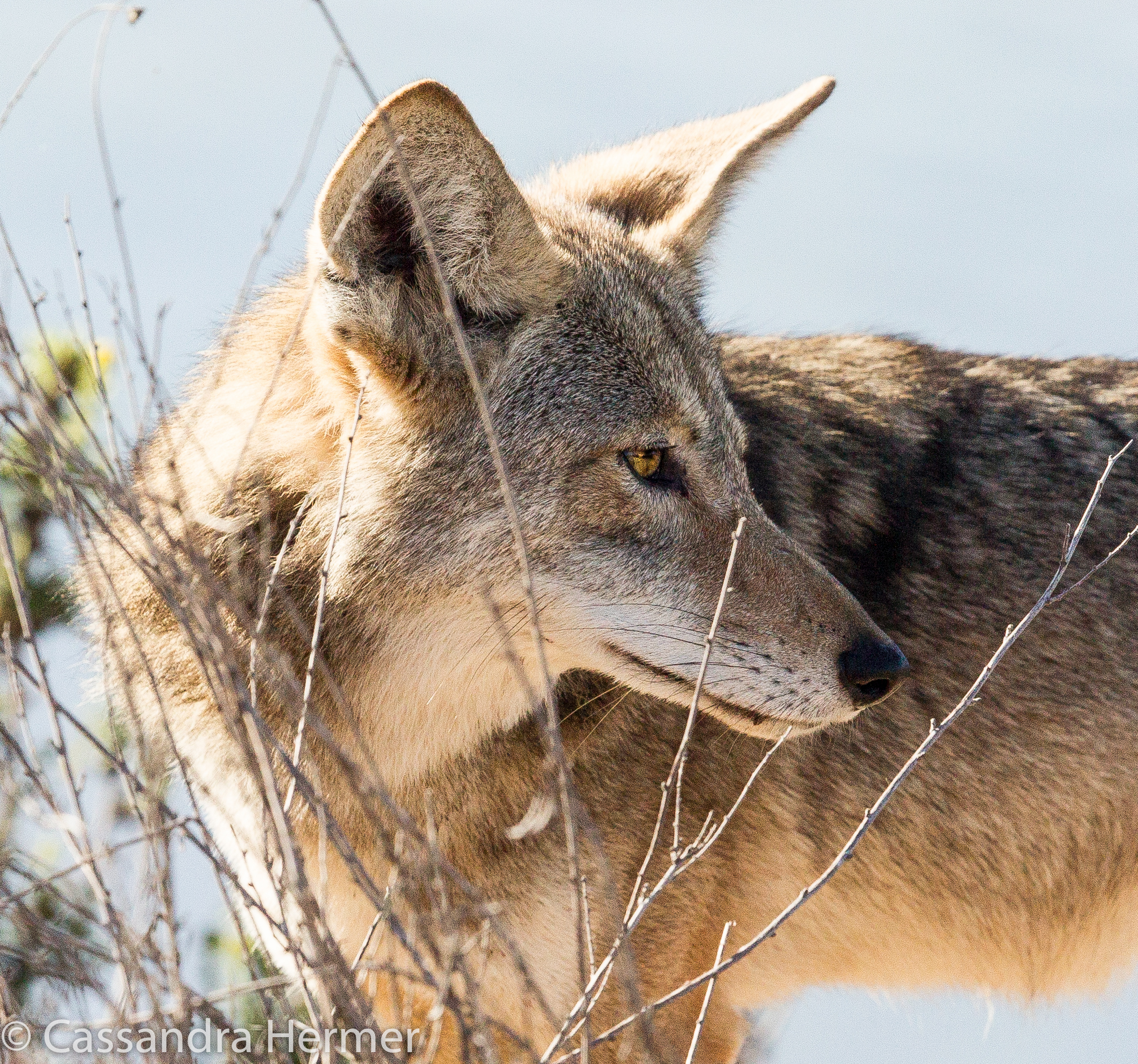  Coyote, in Bolsa Chica 