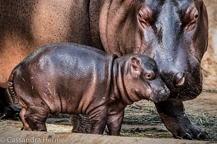 Baby Hippo, born in LA Zoo. 