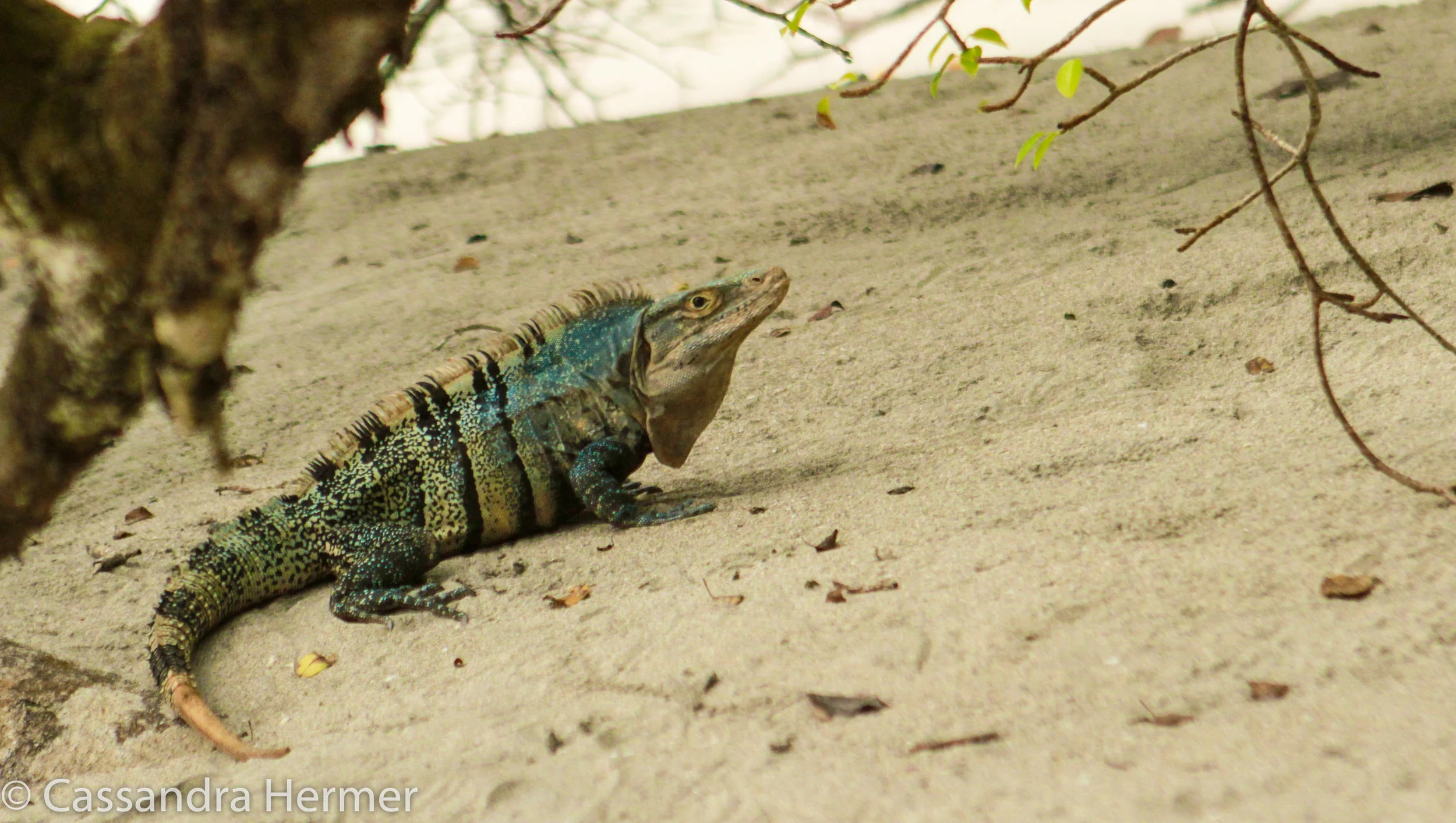  Green Iguana, Costa Rica 