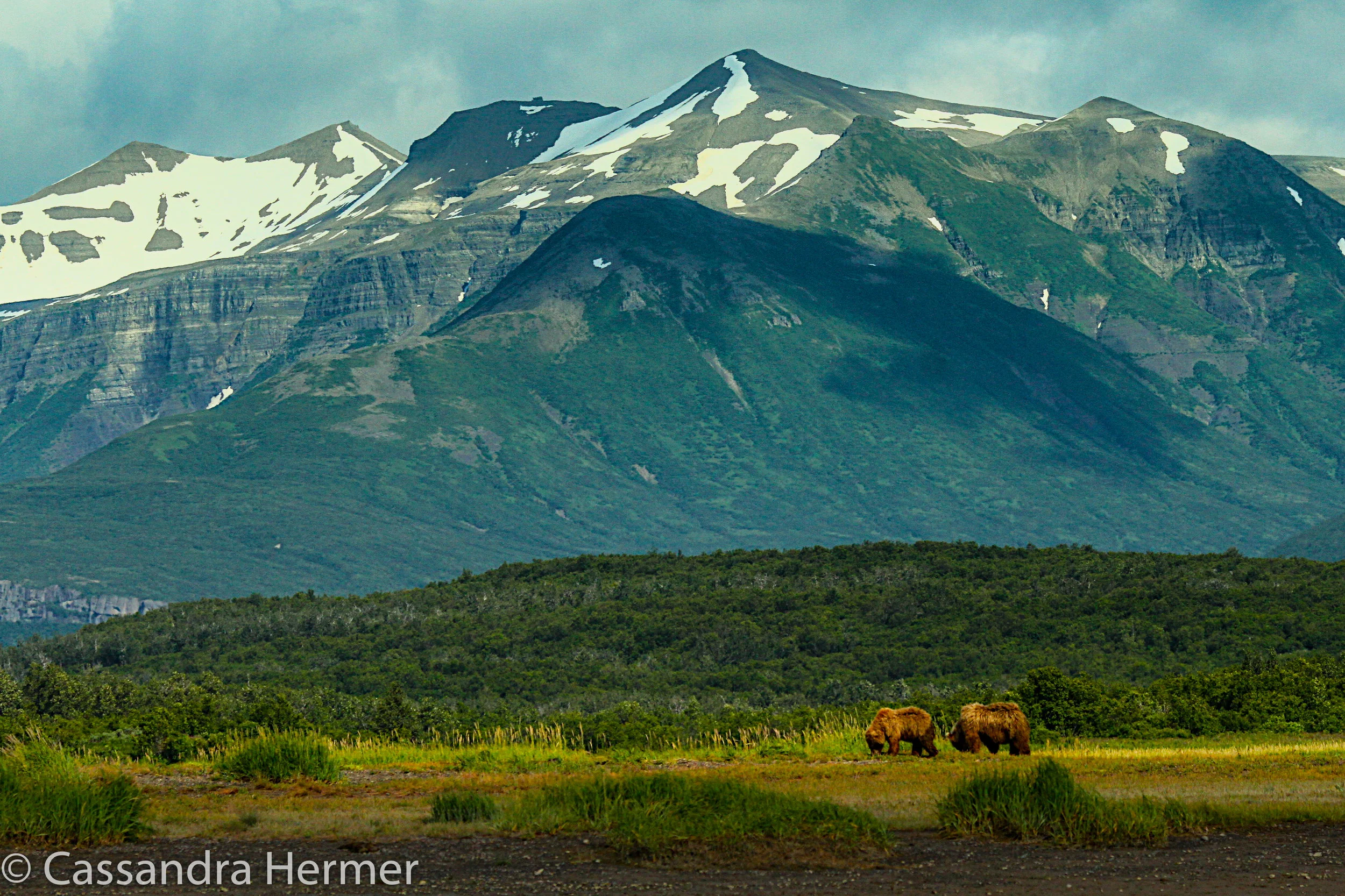  Alaska, two Grizzly’s  