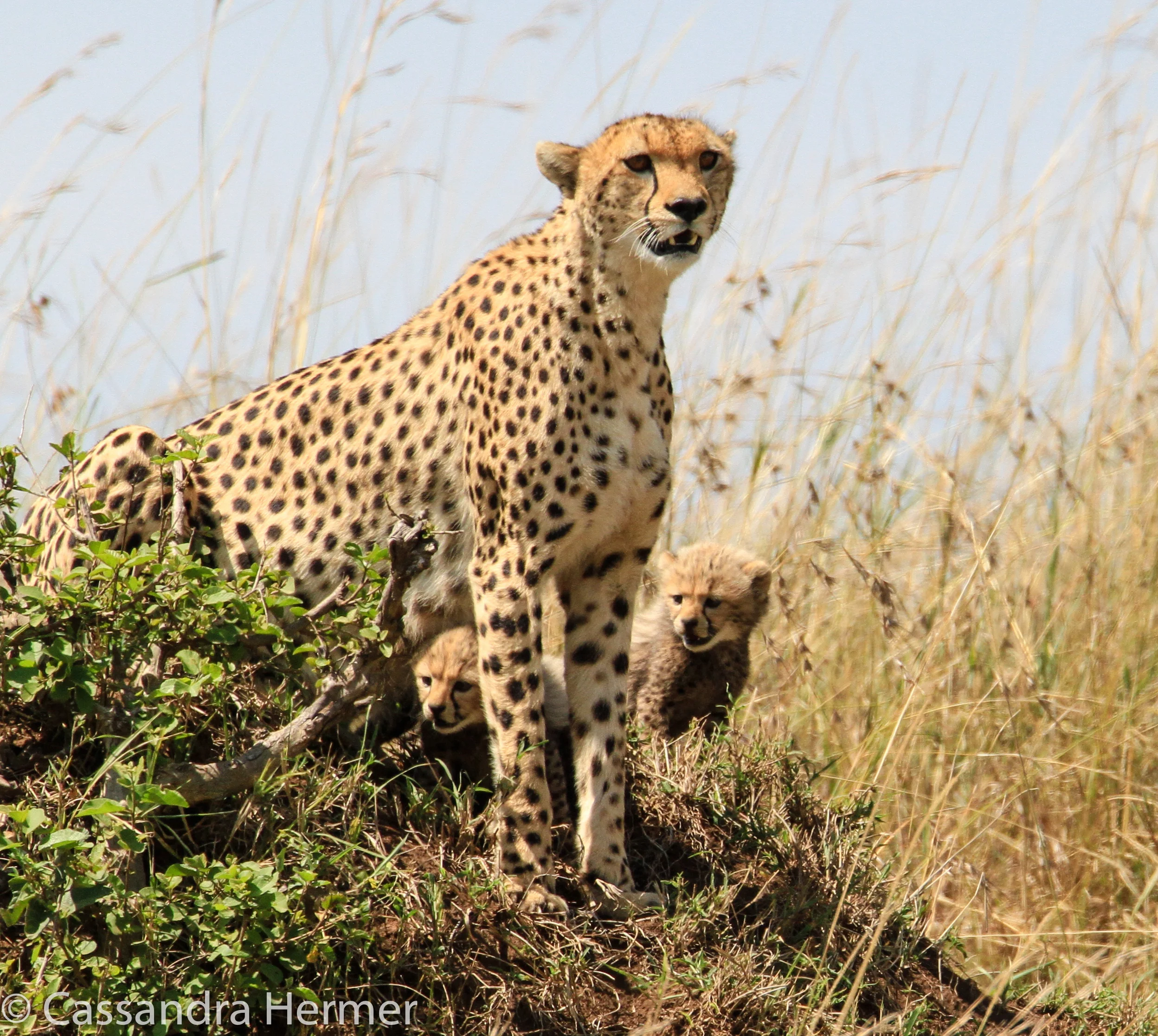  Cheetah, and two babies 