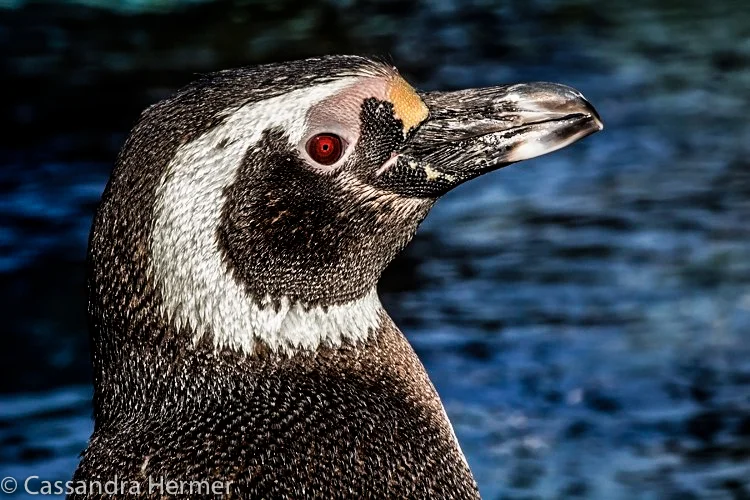  Magellanic Penguin, Aquarium of the Pacific, Long Beach, Ca. 