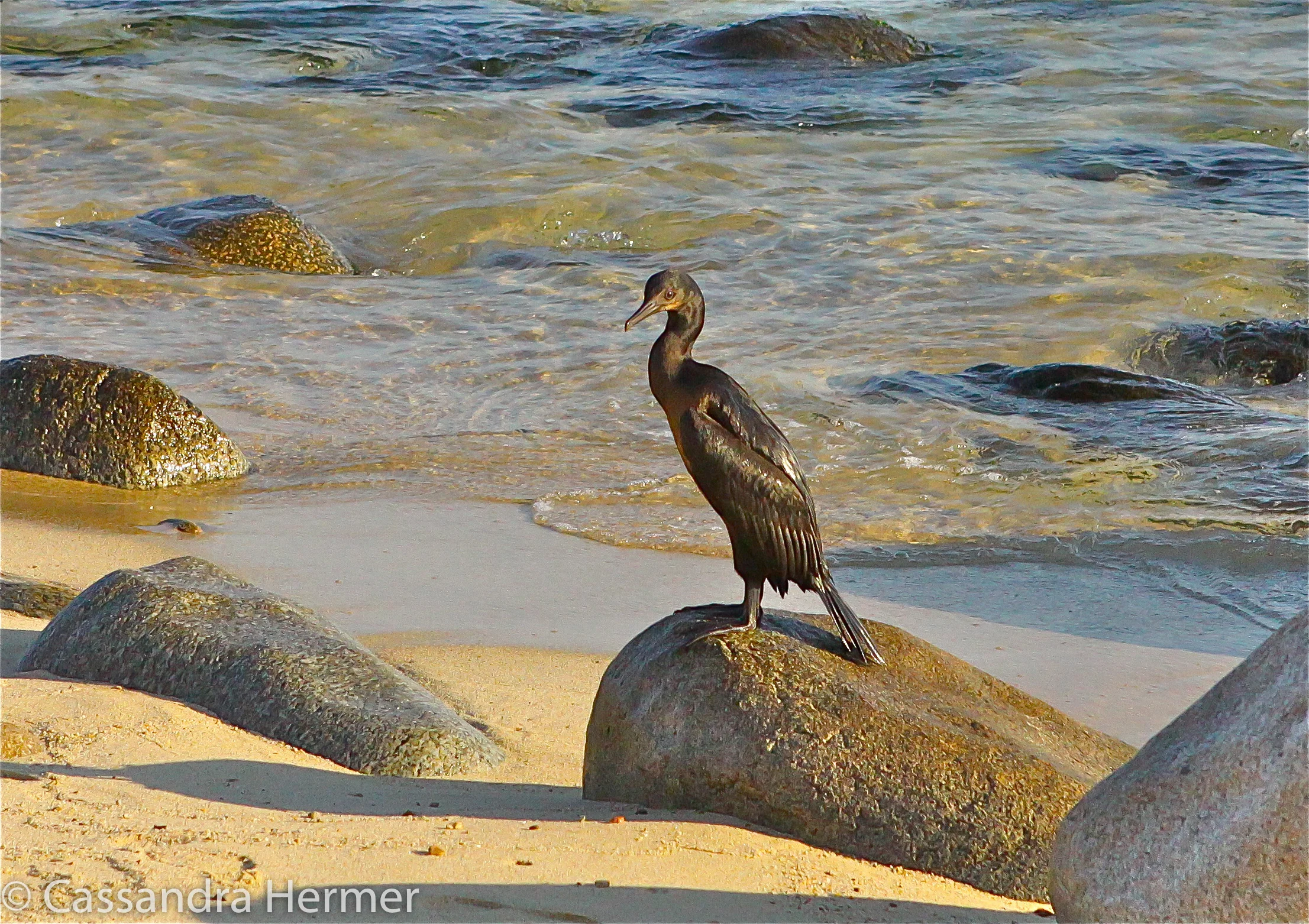  Double-crested Cormorant, Baja,Mexico 