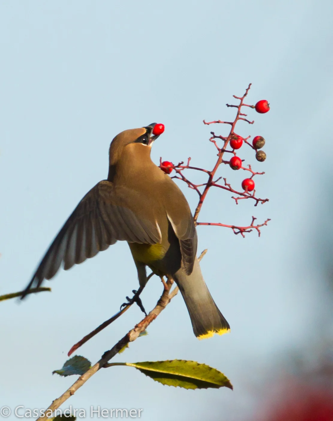  Cedar Waxwing, Central Park. 