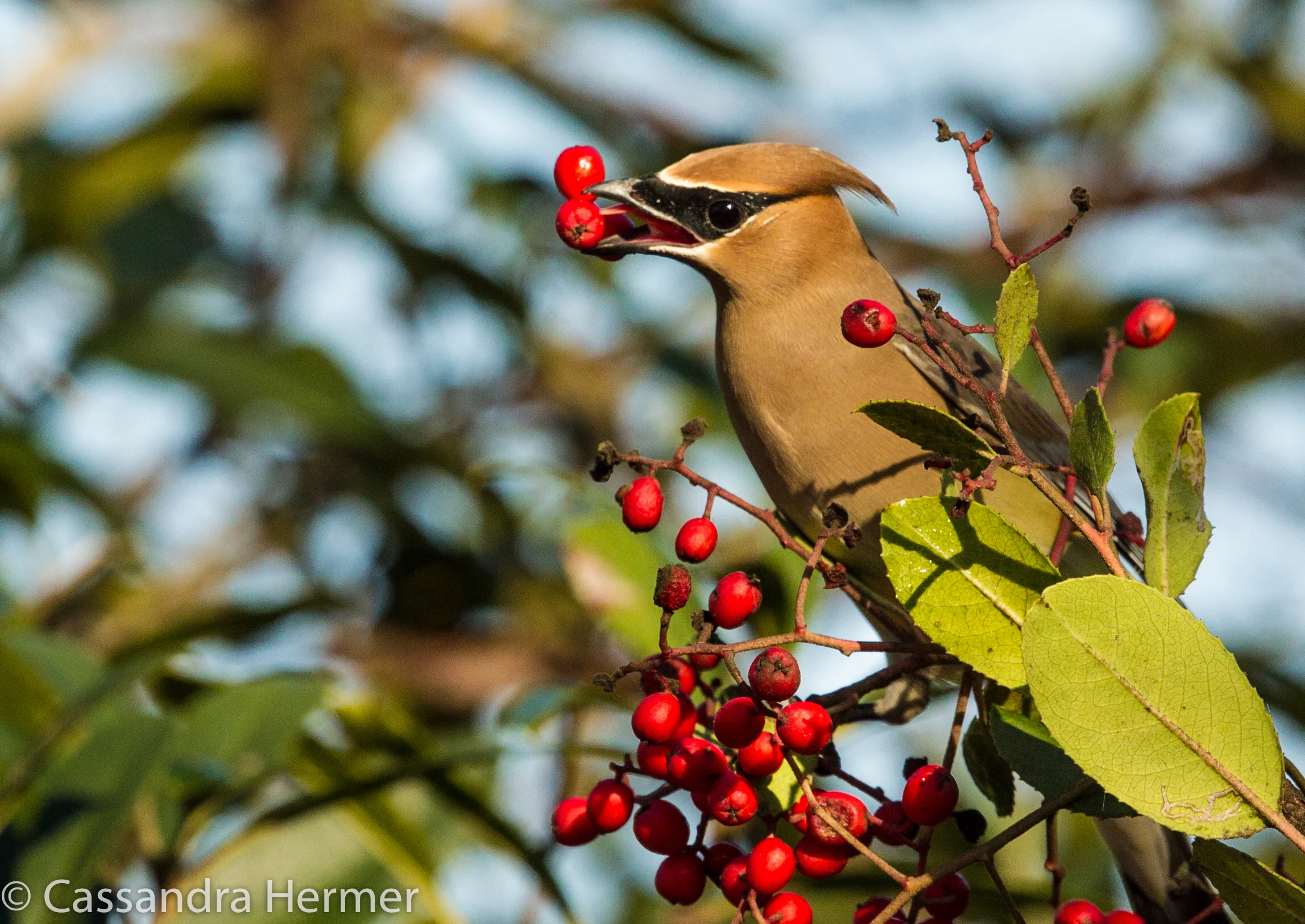  Cedar Waxwing, Central Park 