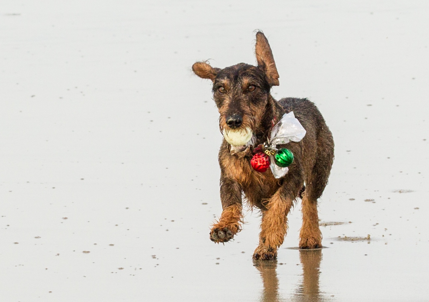  Christmas Spirt , Dog Beach,Huntington Beach ,Ca. 