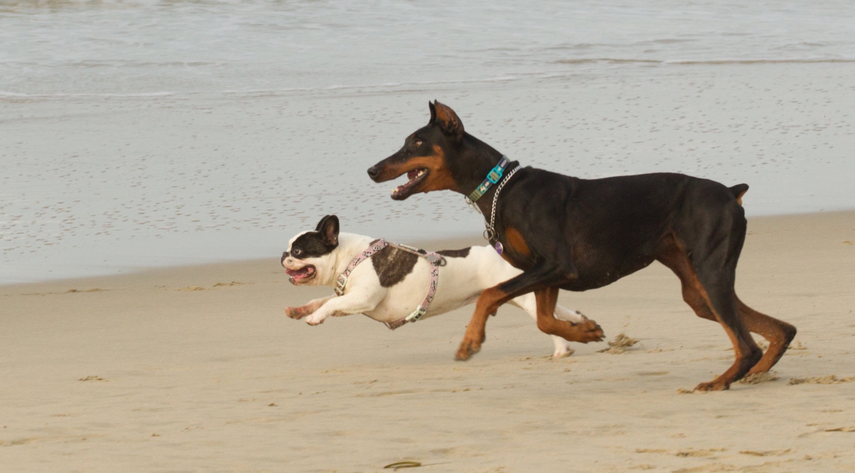  Dog Beach, Huntington Beach, Ca. 