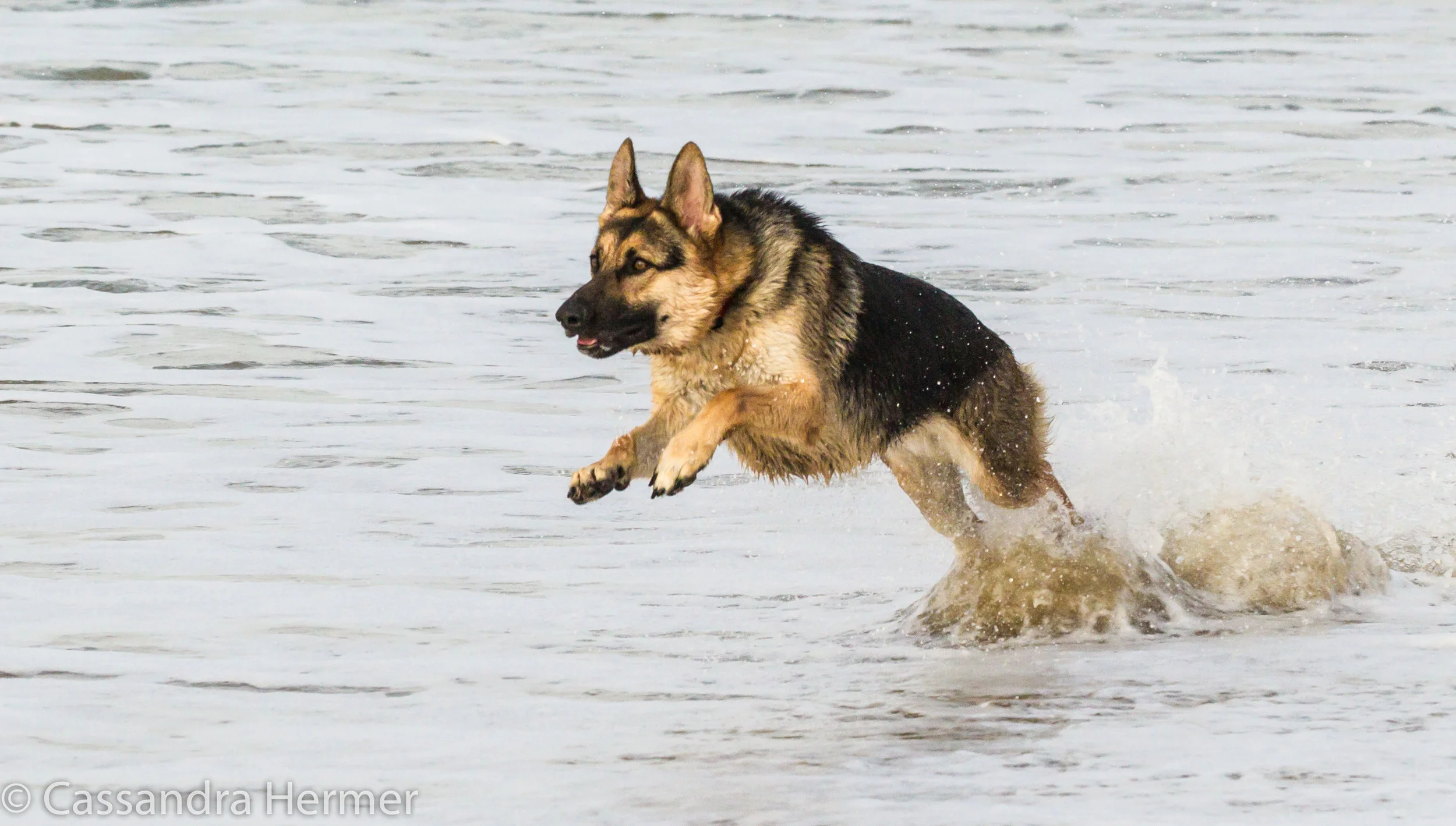 Dog Beach, Huntington Beach, Ca 