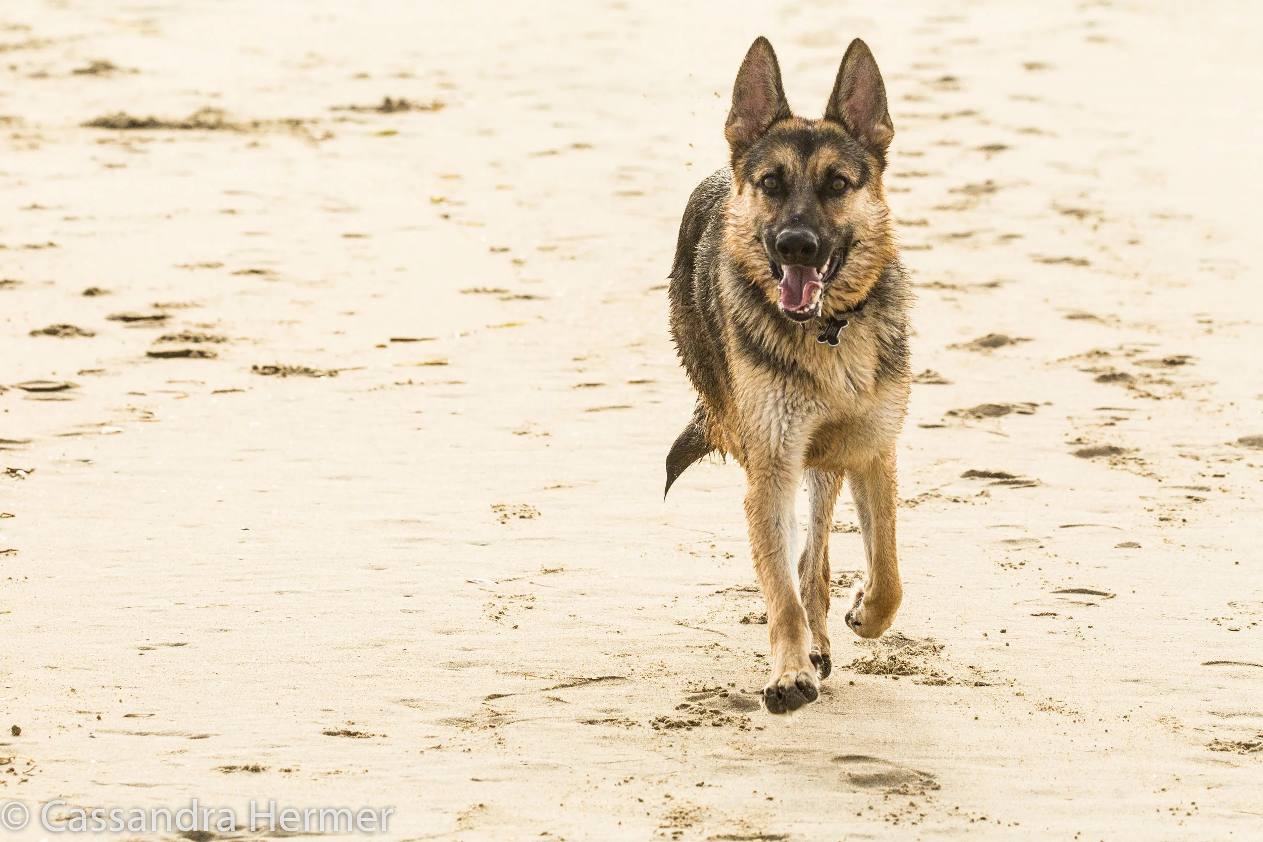  Dog Beach, Huntington Beach, Ca 