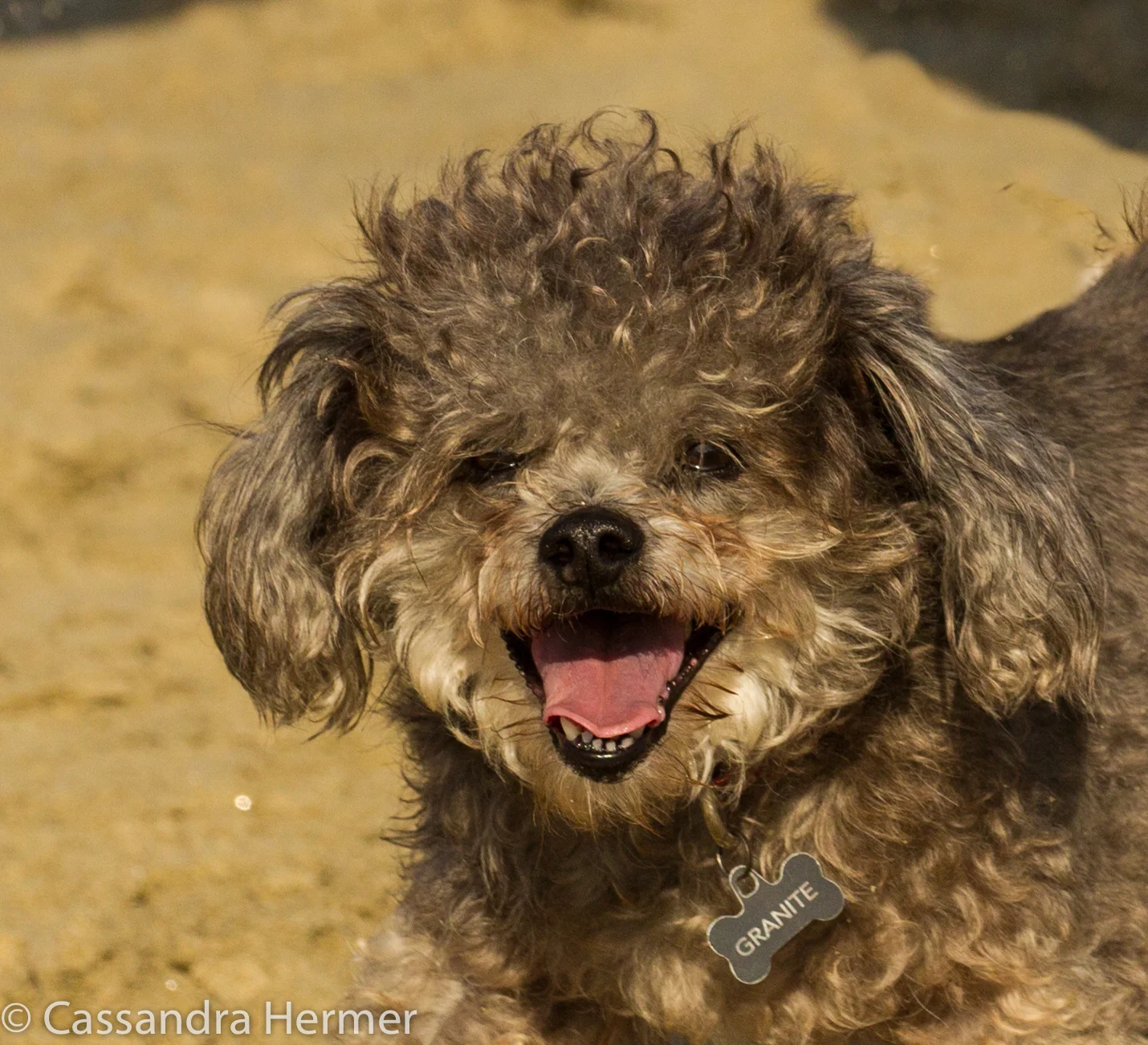  Dog Beach, Huntington Beach, Ca. 