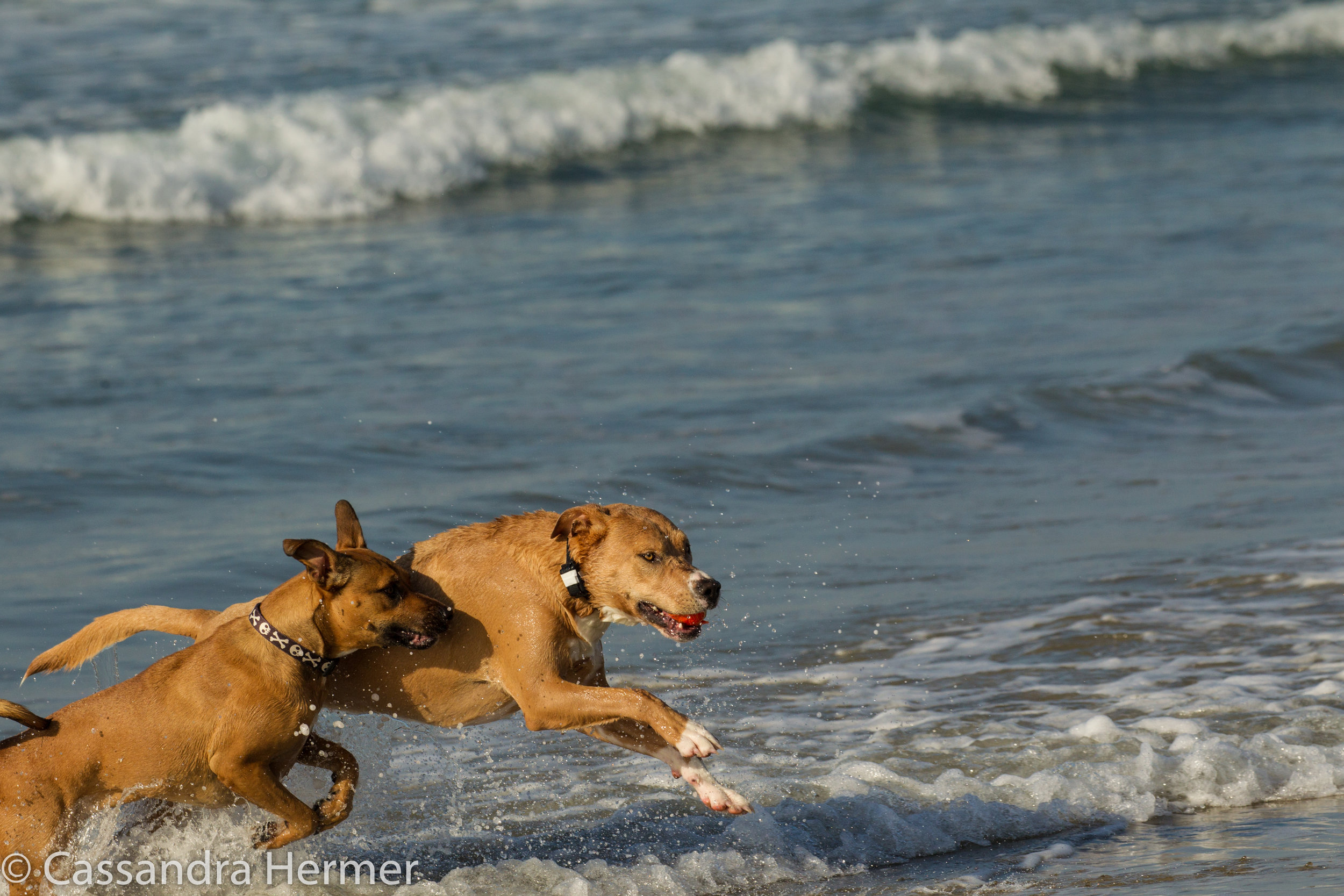  Dog Beach, Huntington Beach,Ca. 