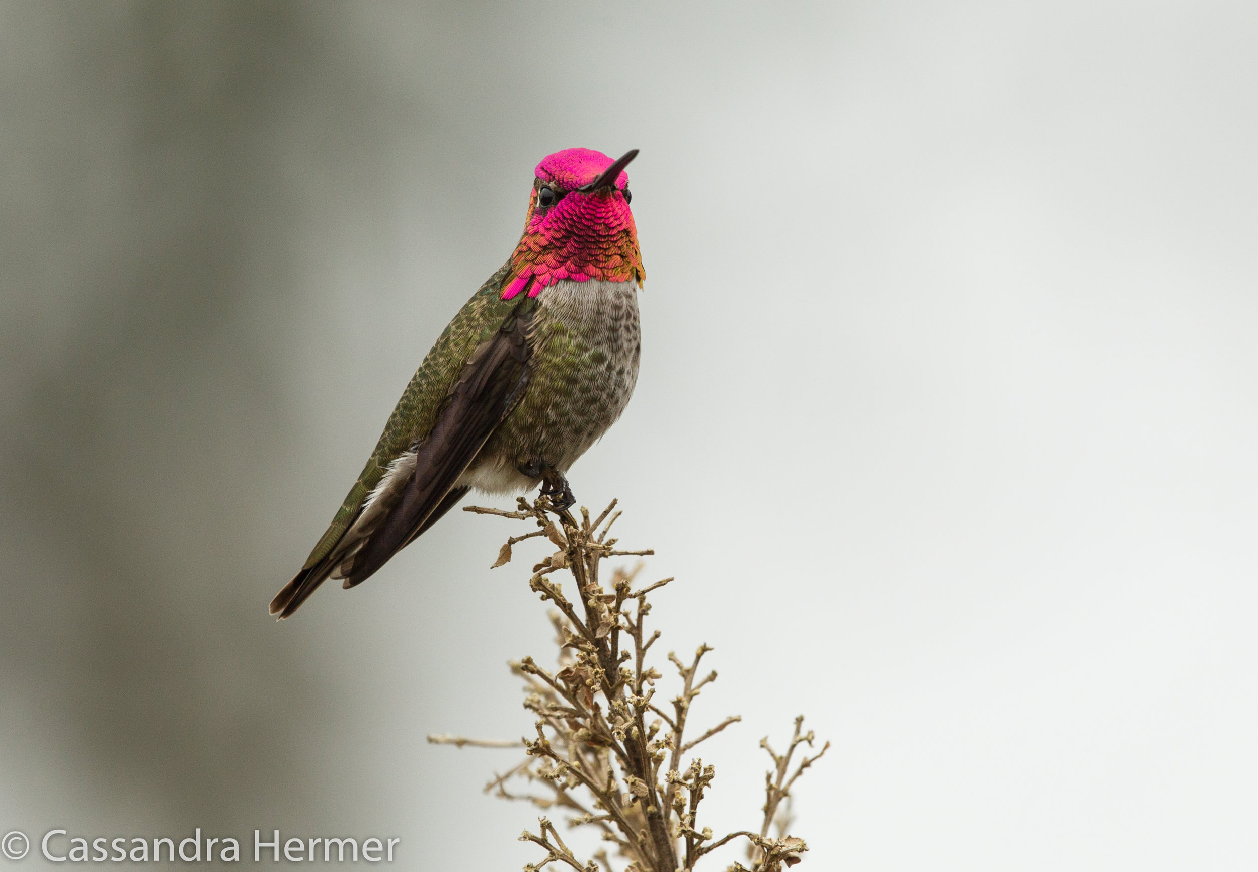  Anna’s Hummingbird, Bolsa Chica 