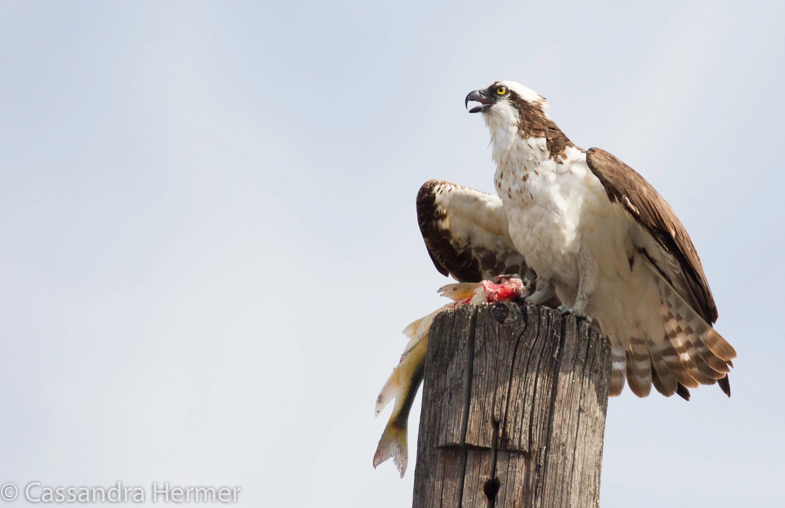  Juvenile Osprey with trout, Kelowna, British Columbia, Canada 