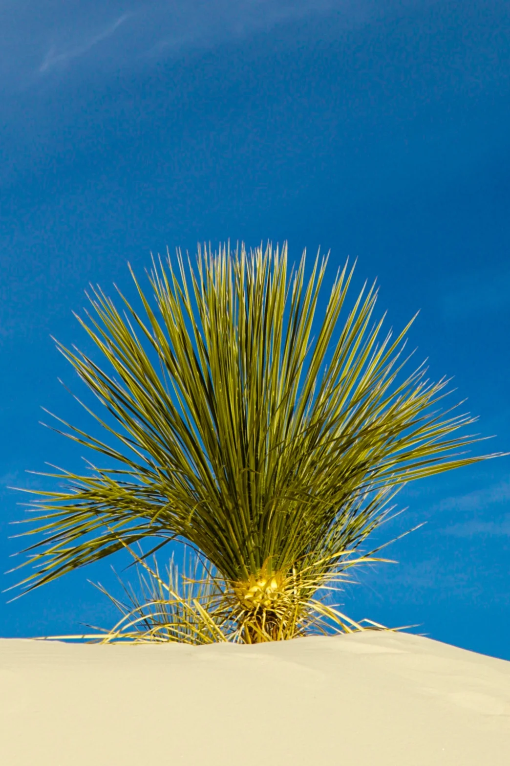  White Sands National Monument, New Mexico. 
