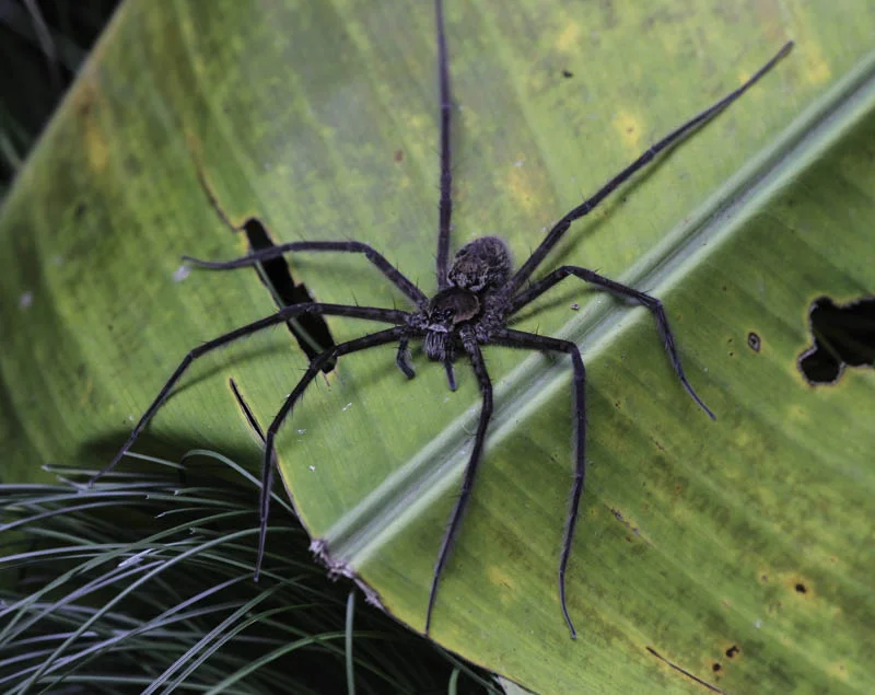 Got to love these huge spiders!